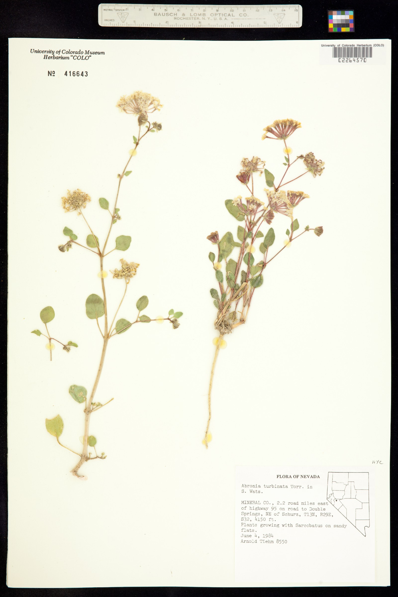 Abronia turbinata image
