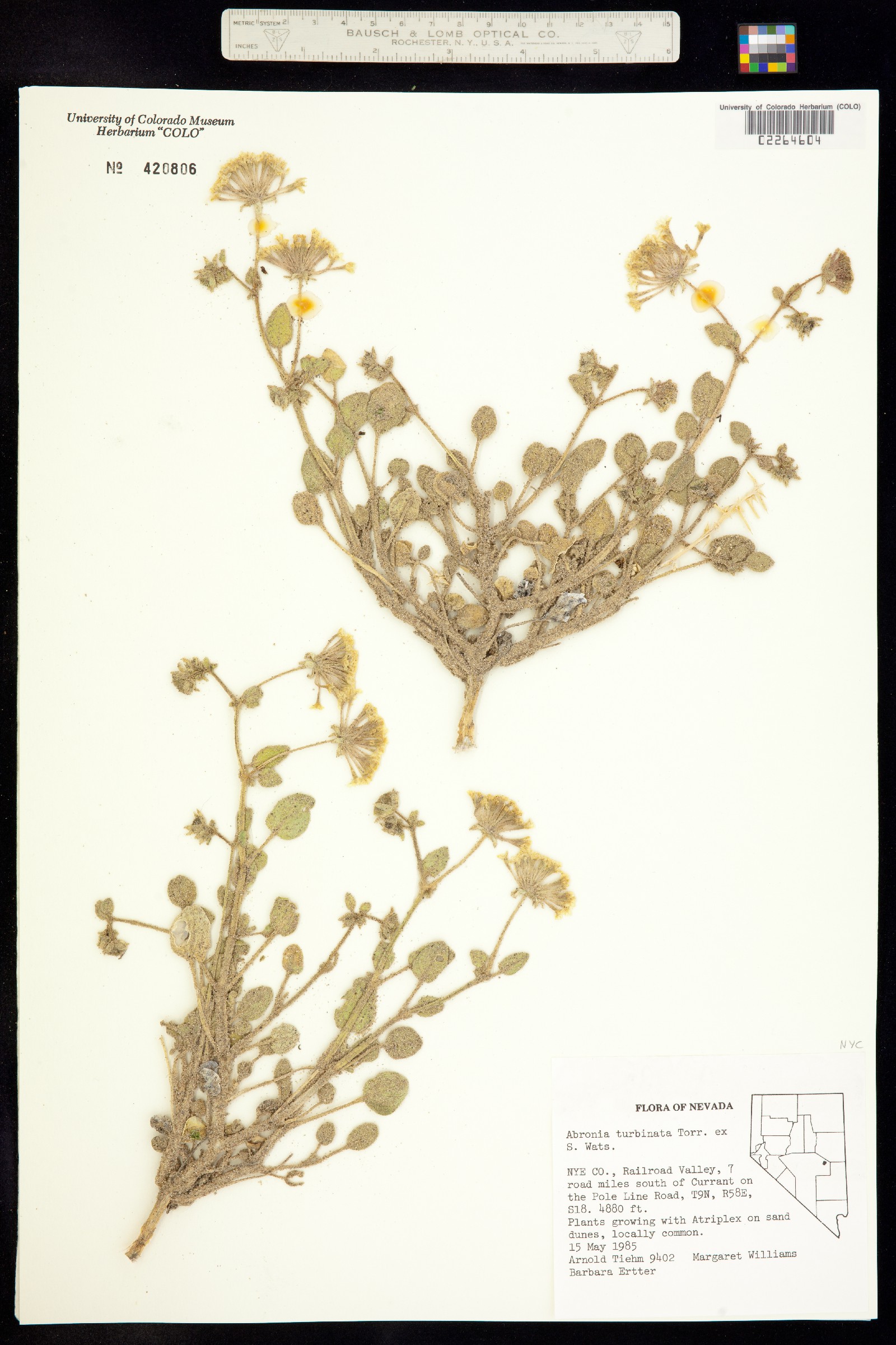 Abronia turbinata image