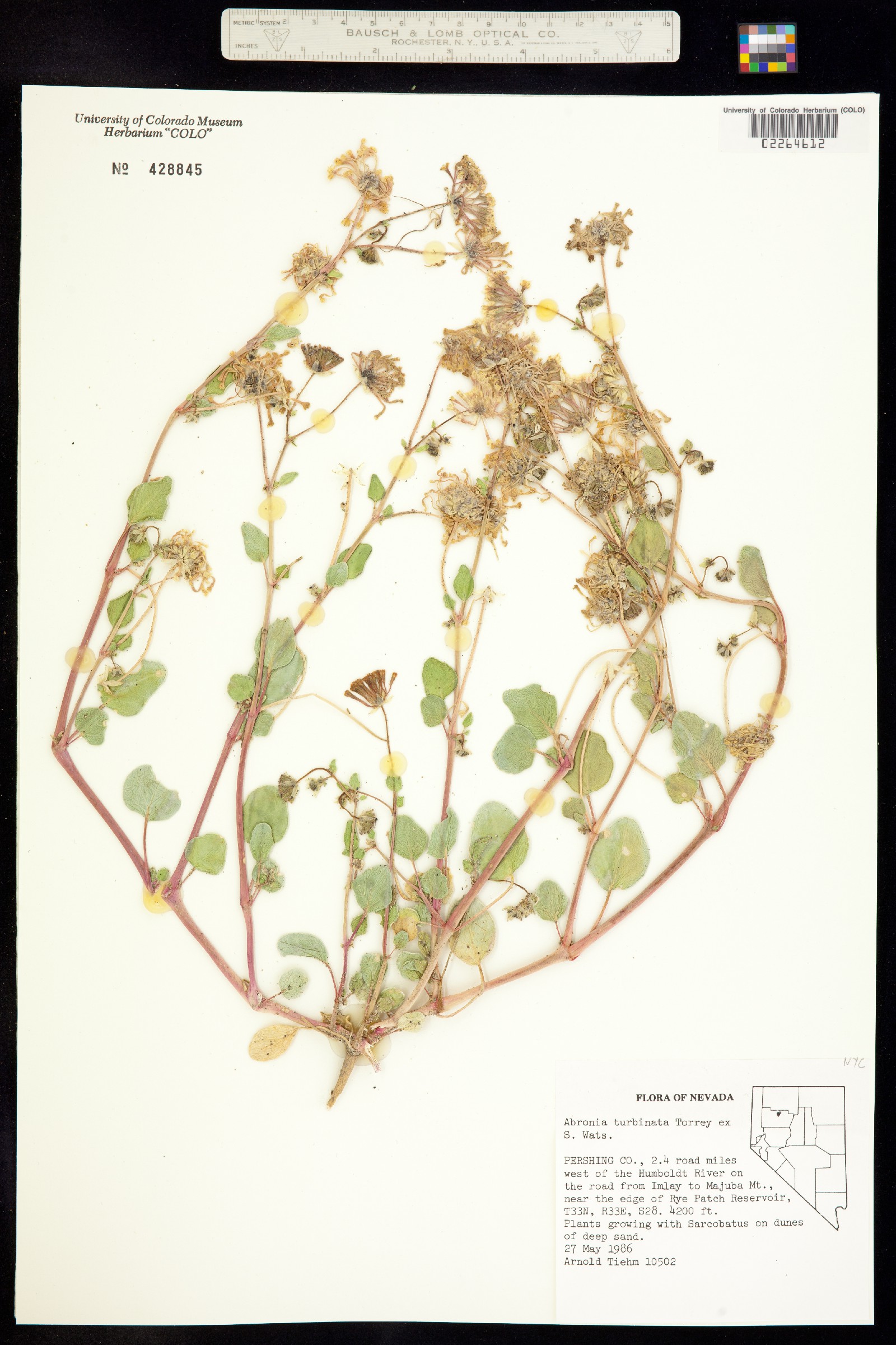 Abronia turbinata image