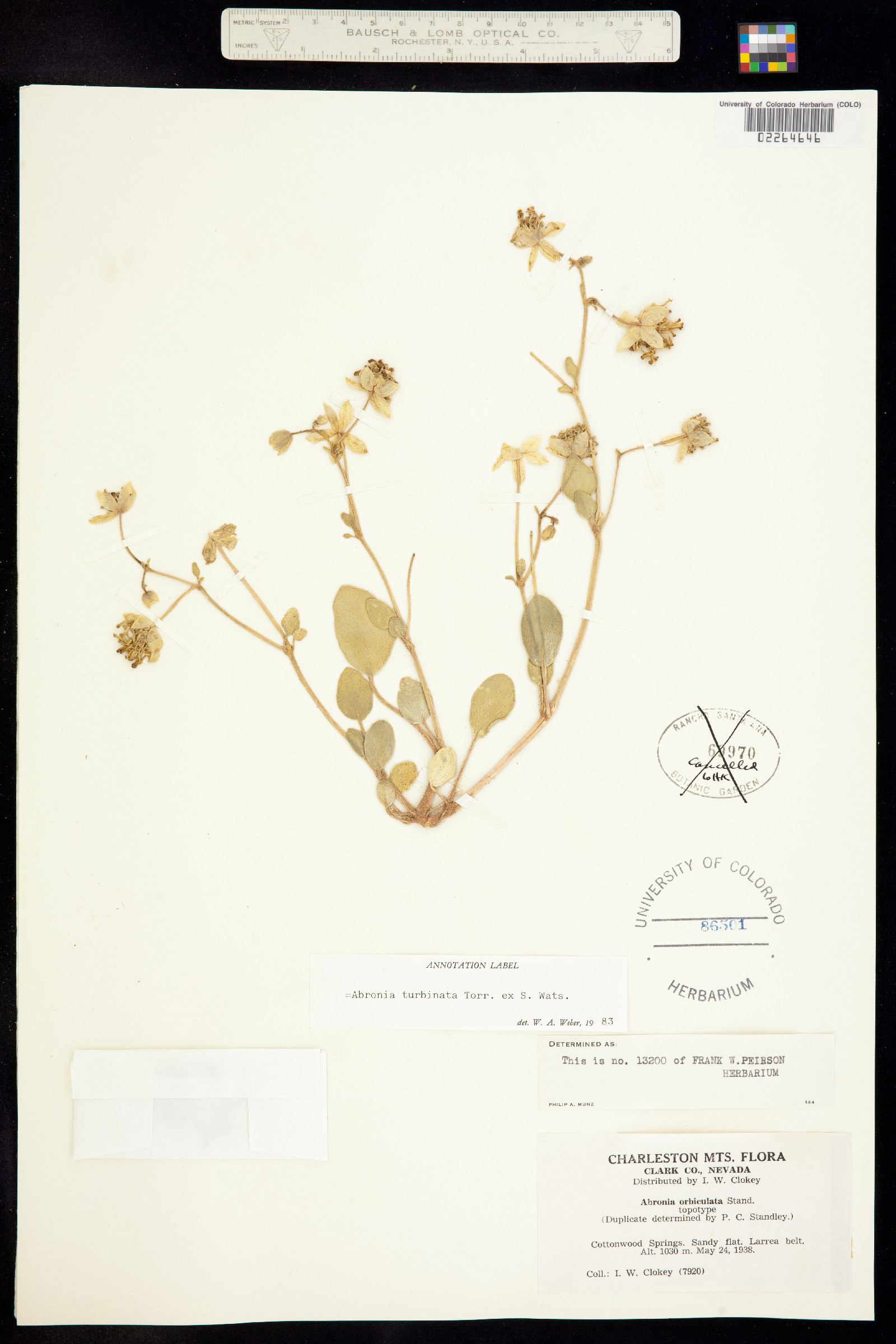 Abronia turbinata image