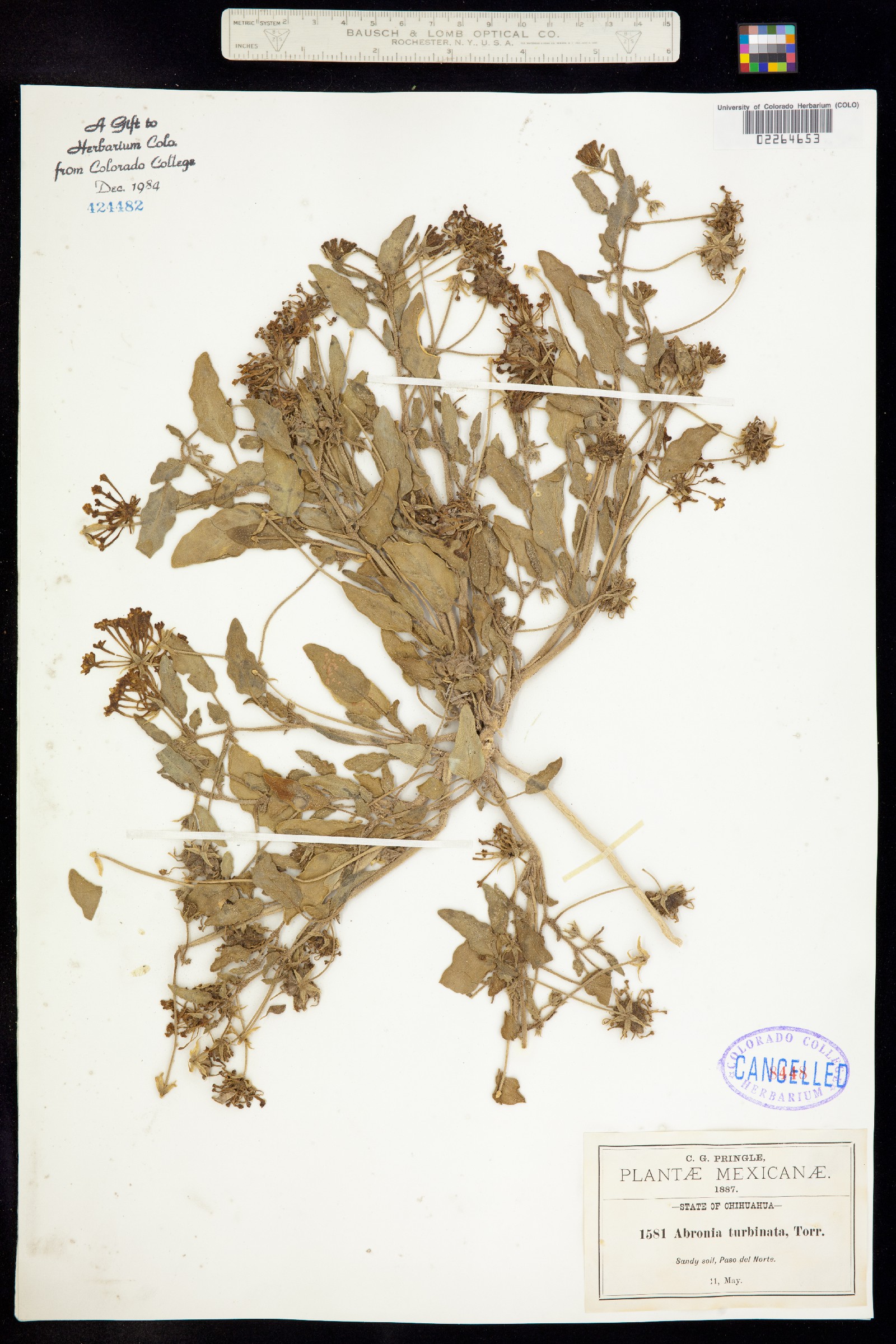 Abronia image