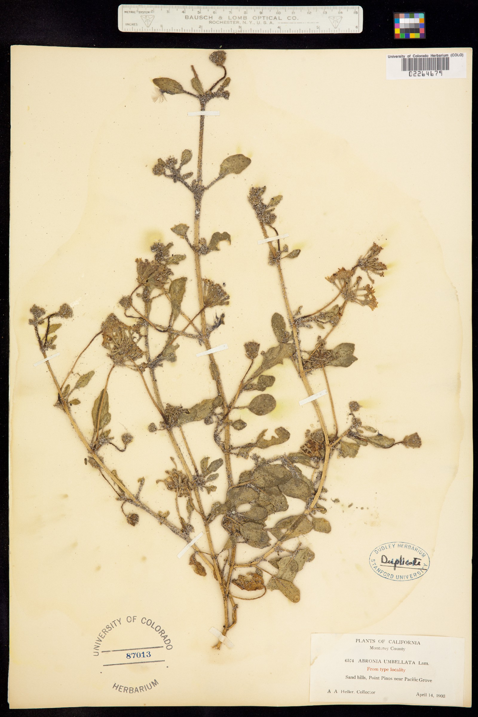 Abronia umbellata image