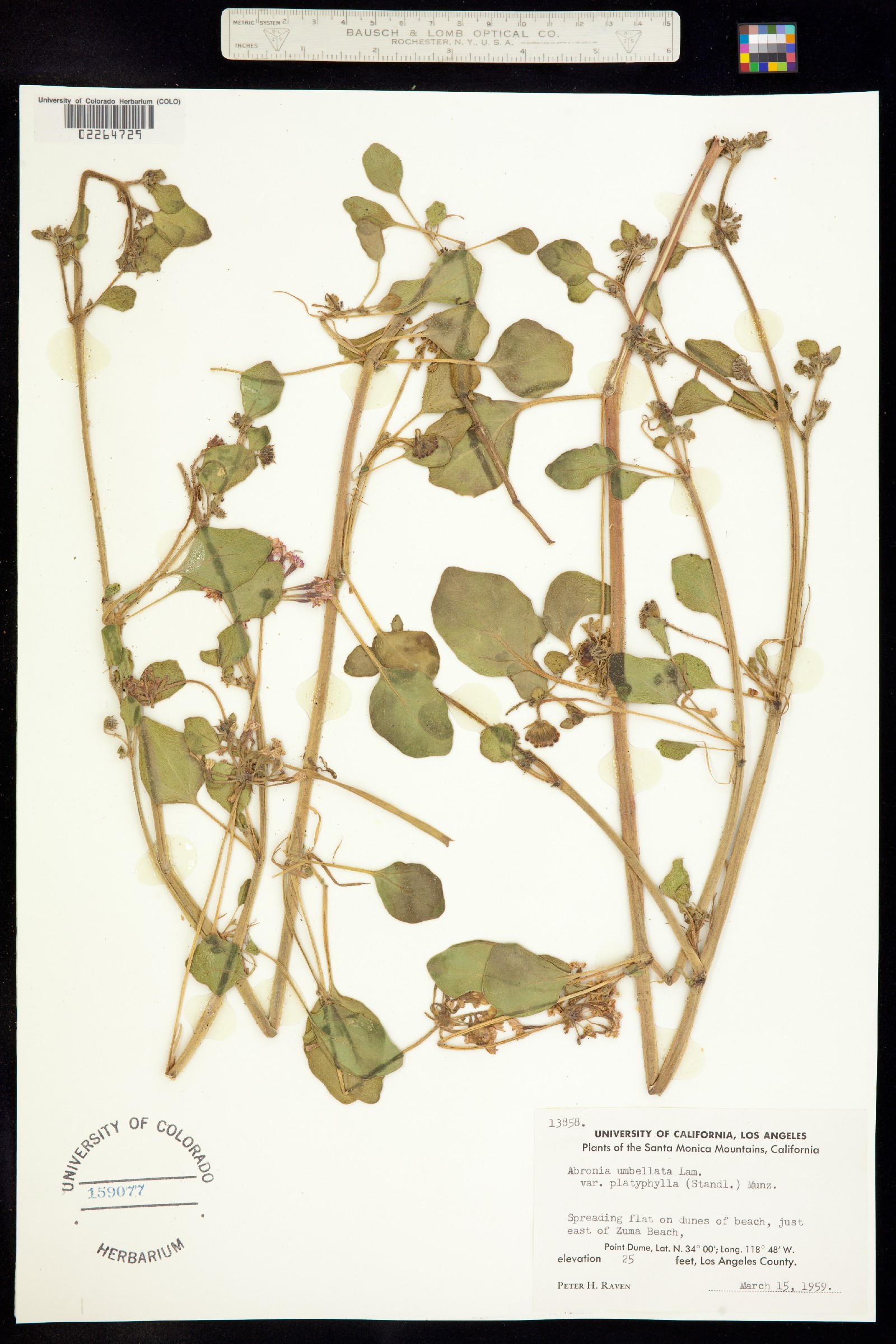 Abronia umbellata image