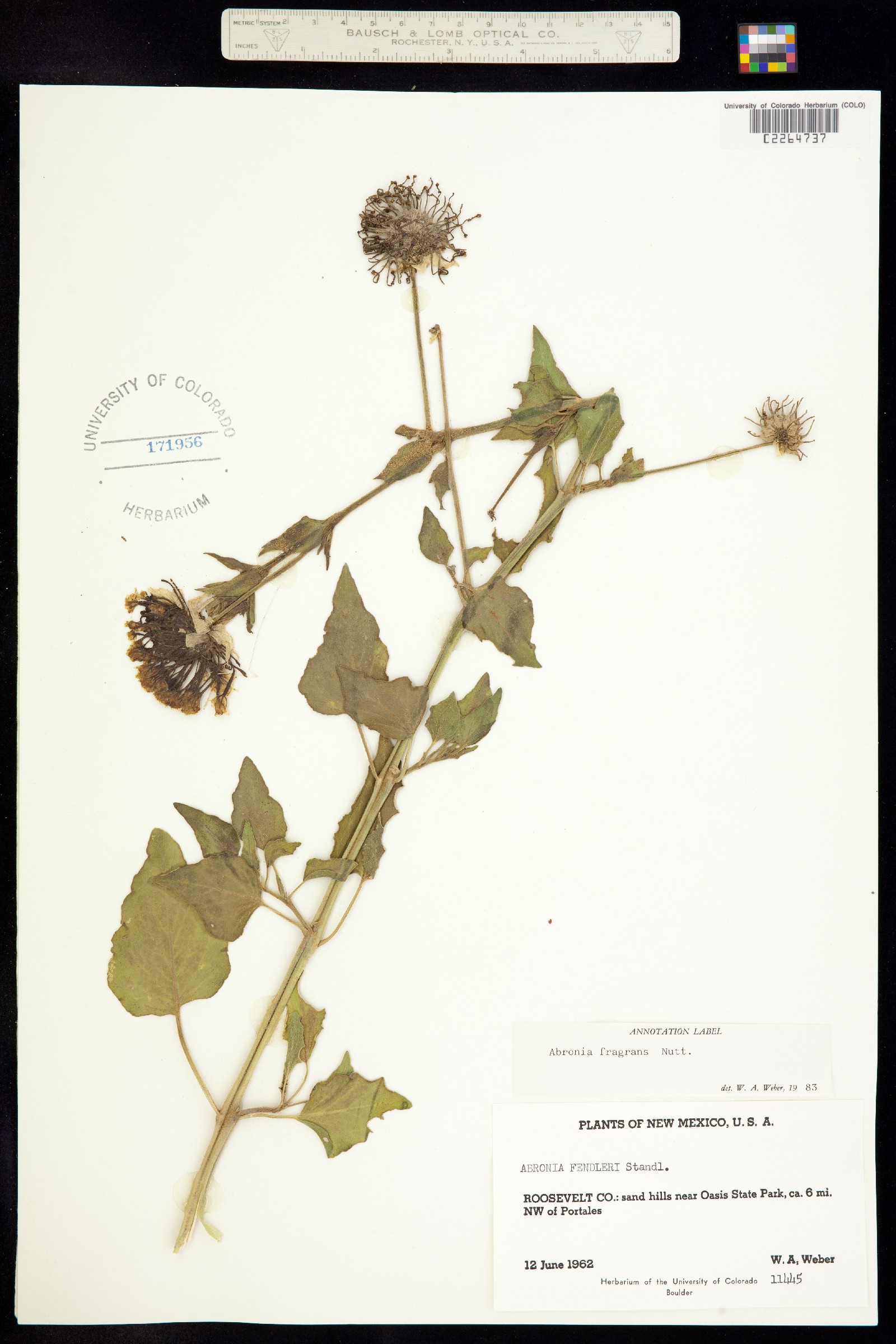 Abronia fragrans image