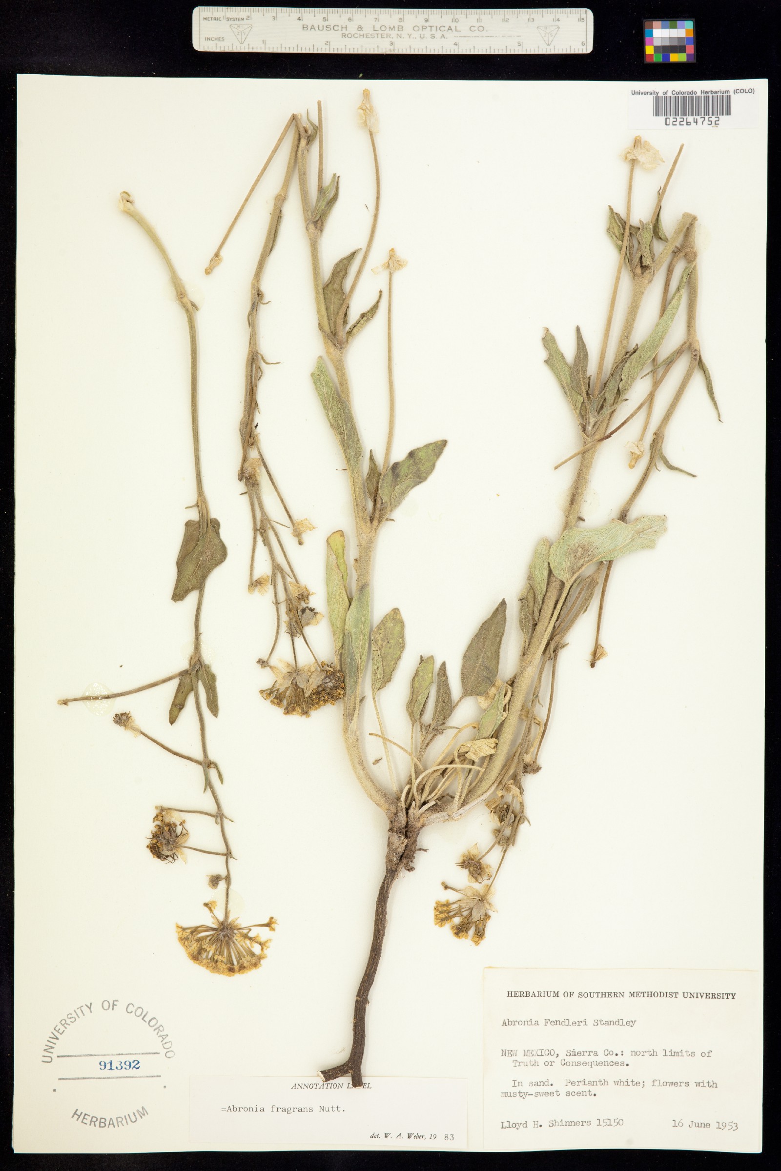 Abronia fragrans image