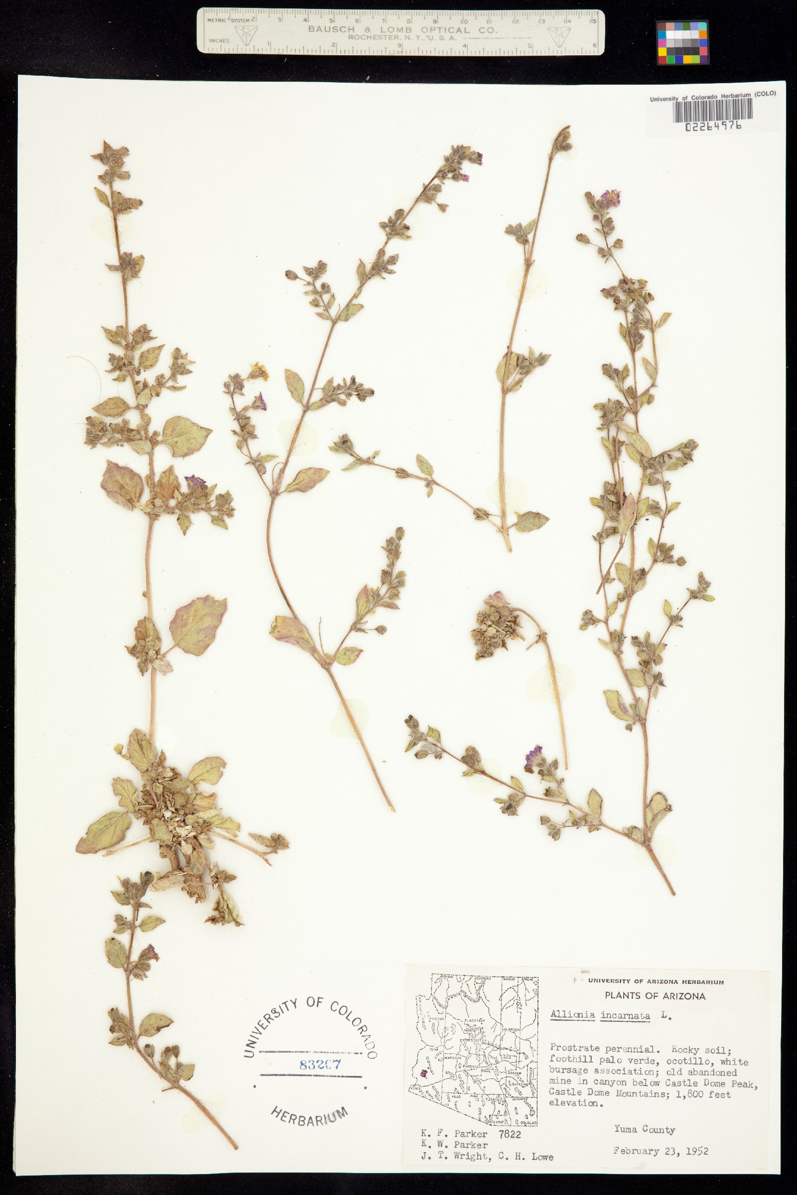 Allionia incarnata image