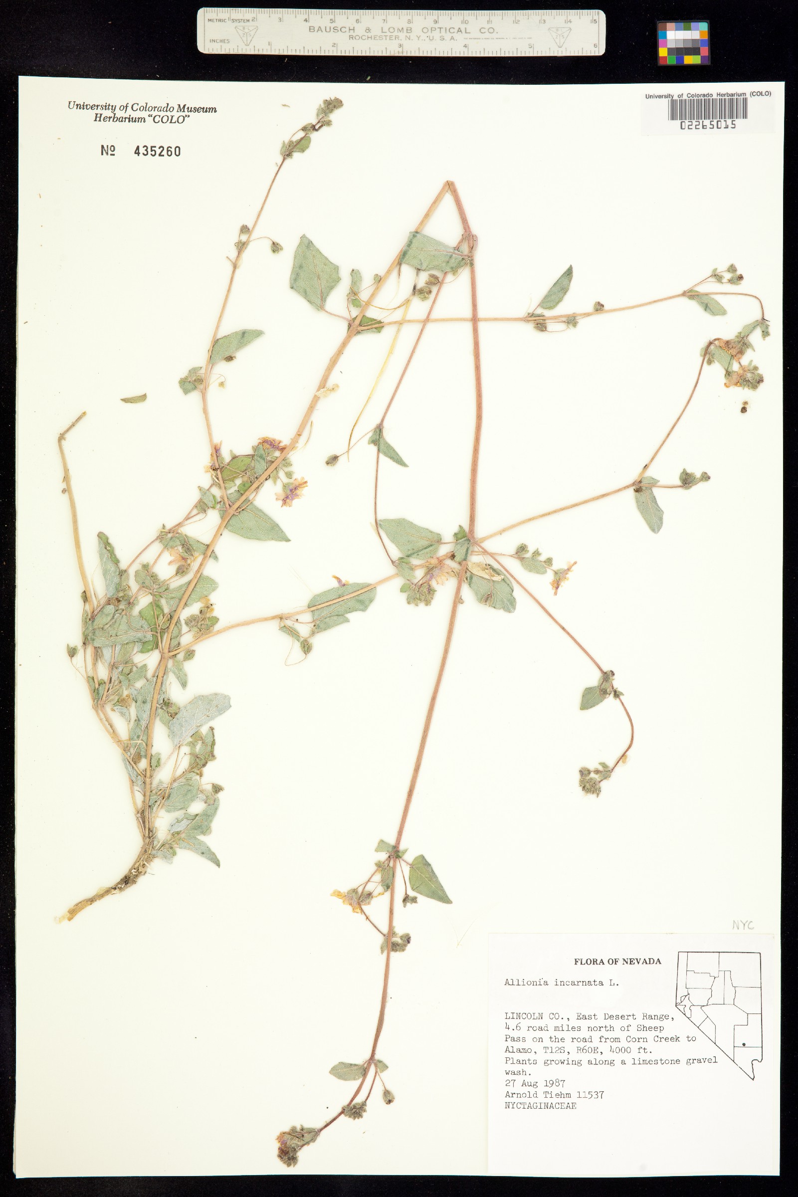 Allionia image