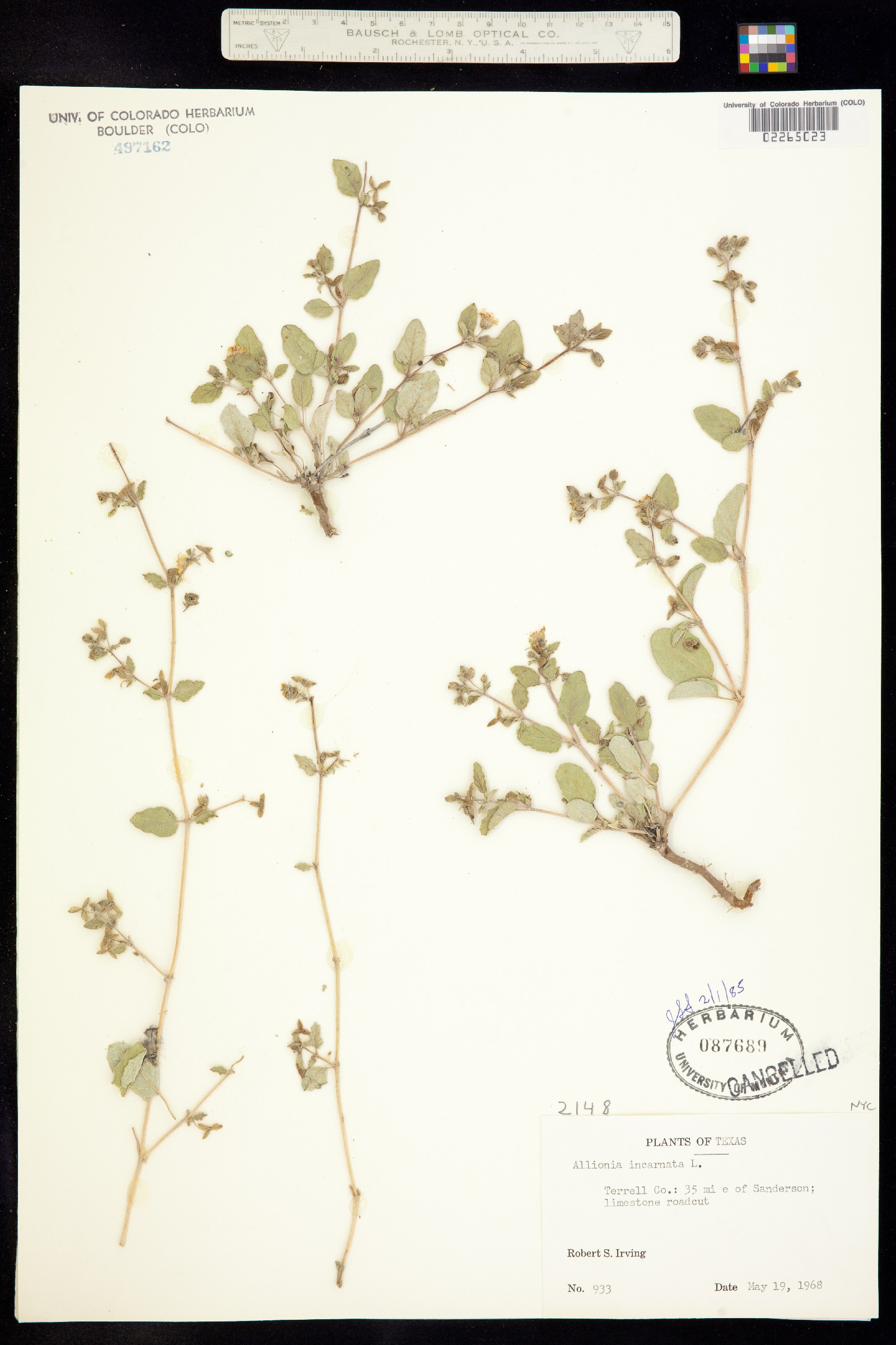 Allionia image