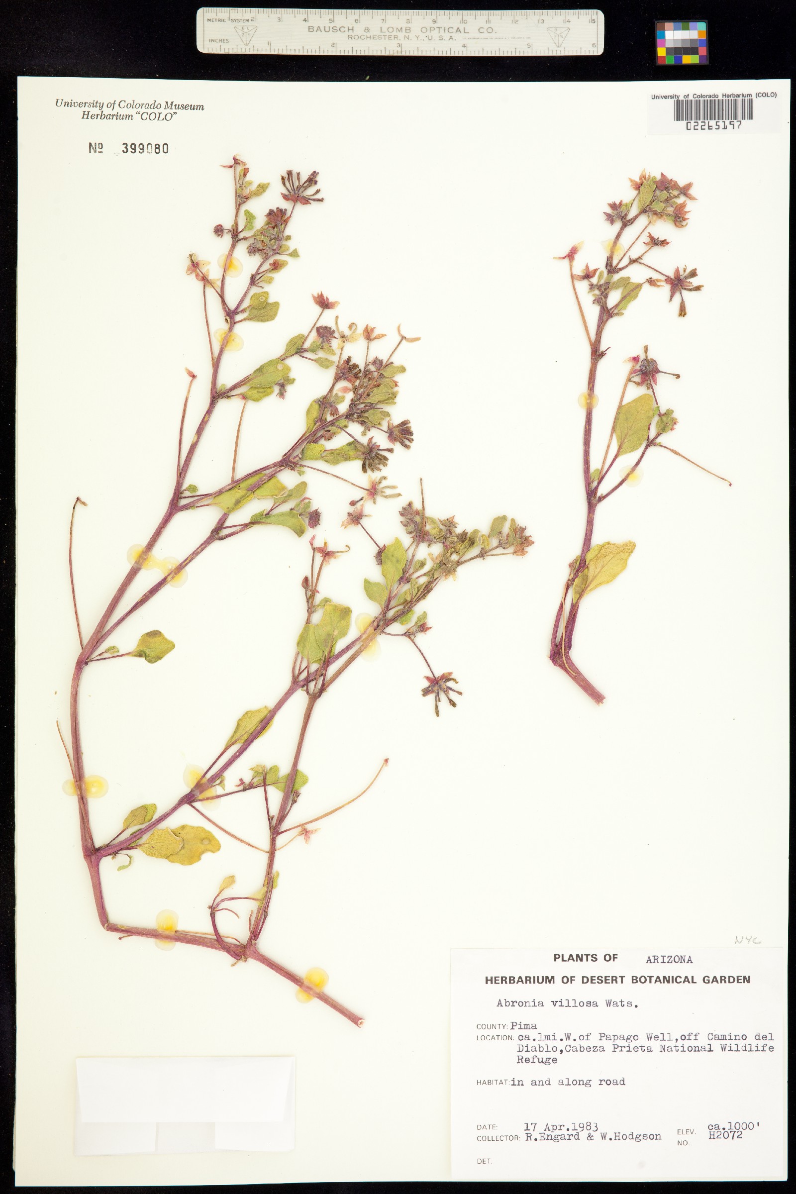 Nyctaginaceae image