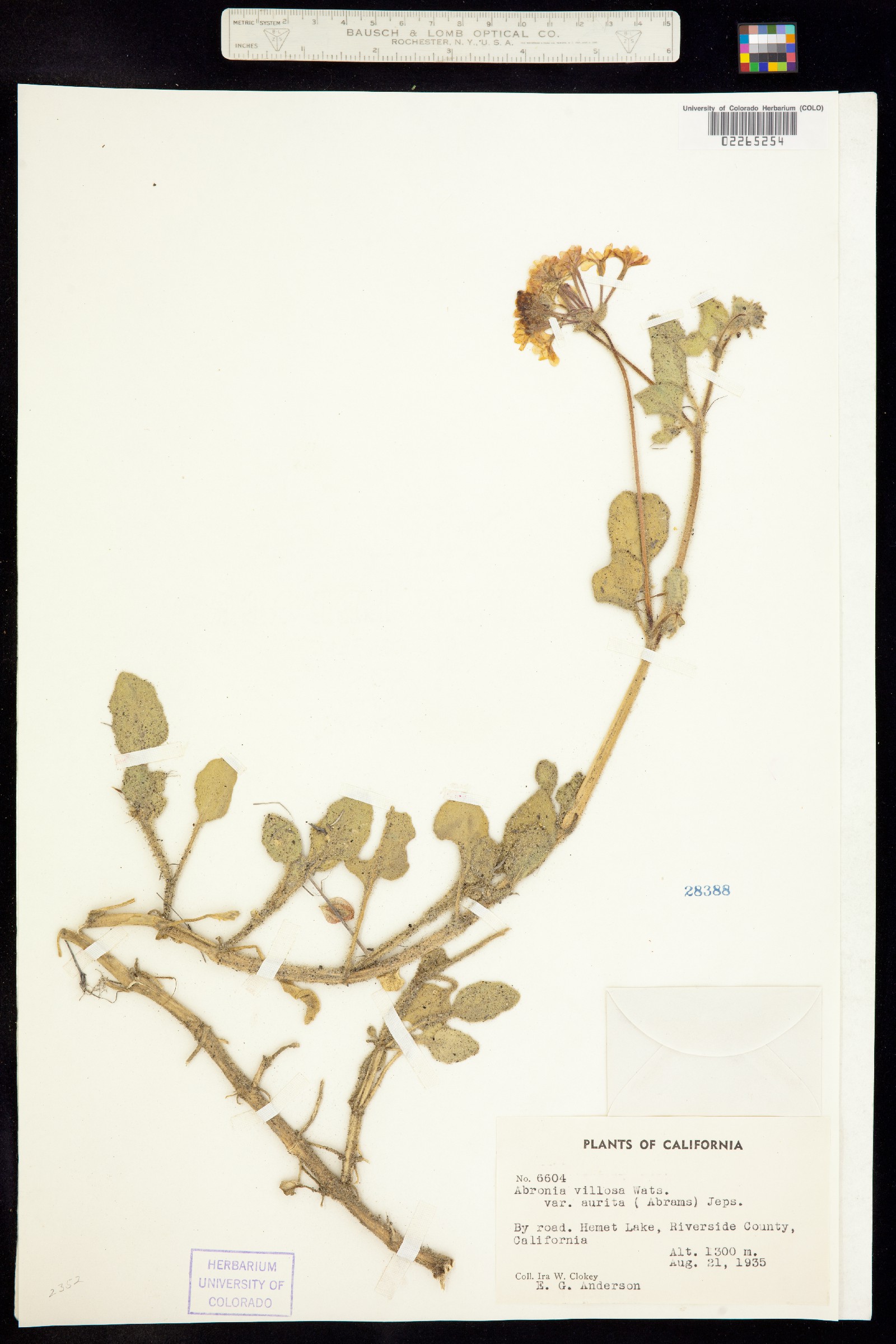 Abronia villosa image
