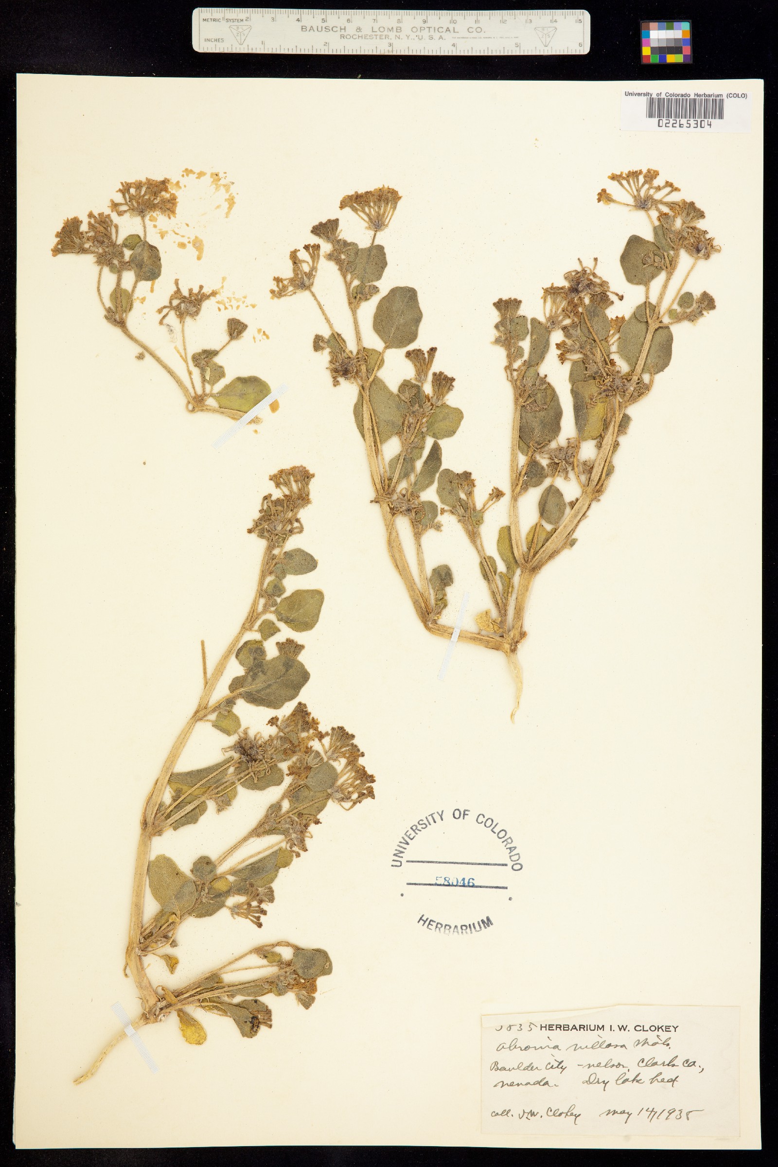 Abronia villosa image