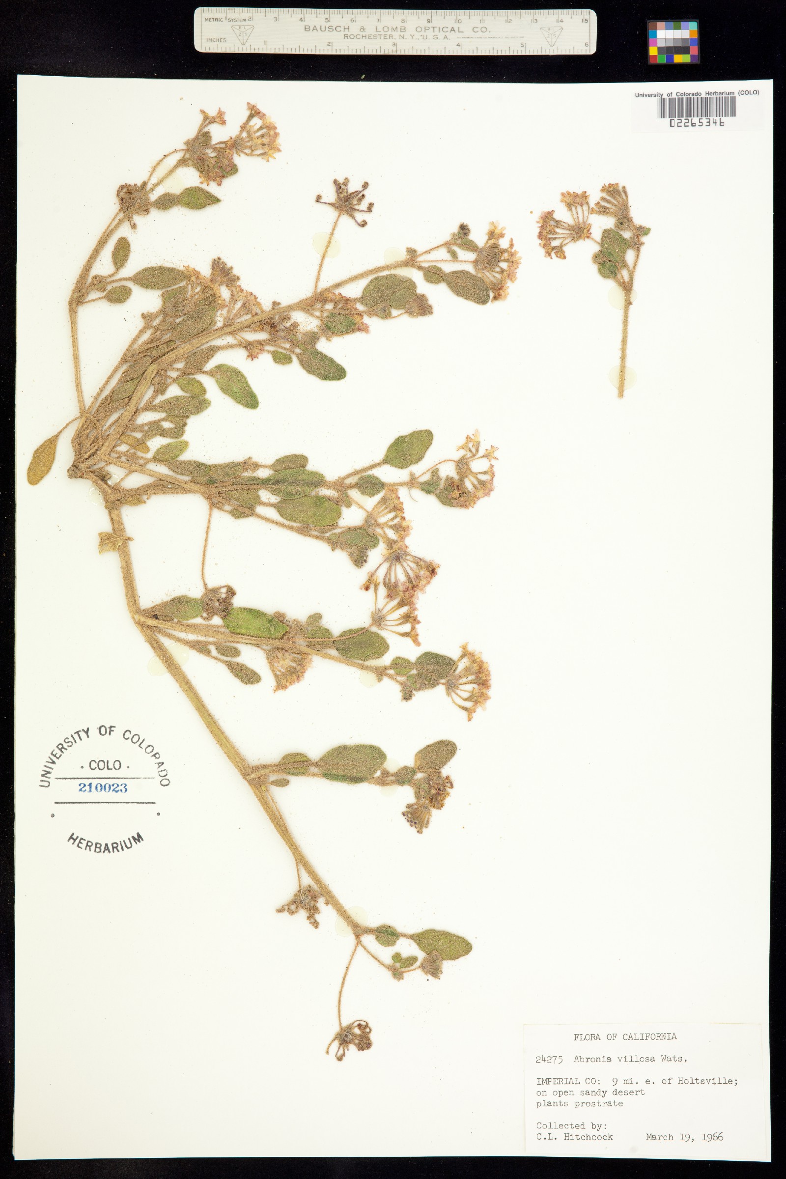 Abronia villosa image