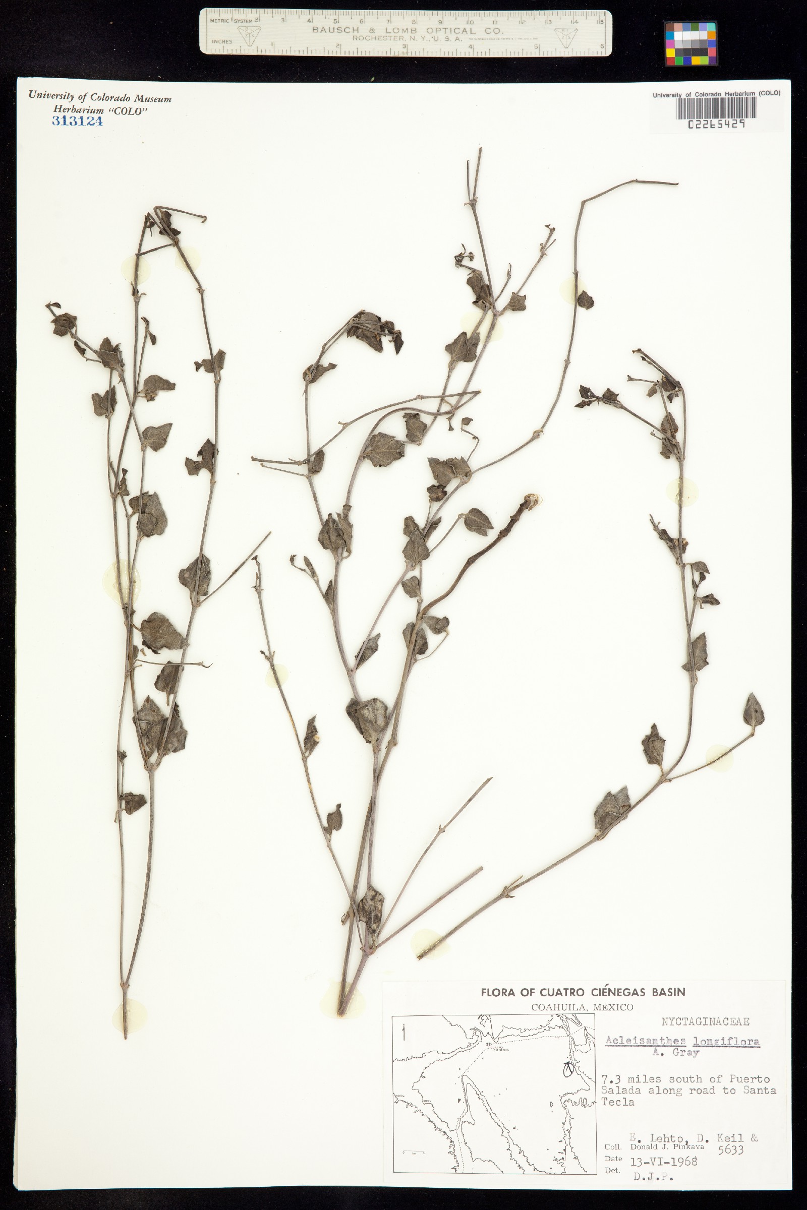 Acleisanthes longiflora image