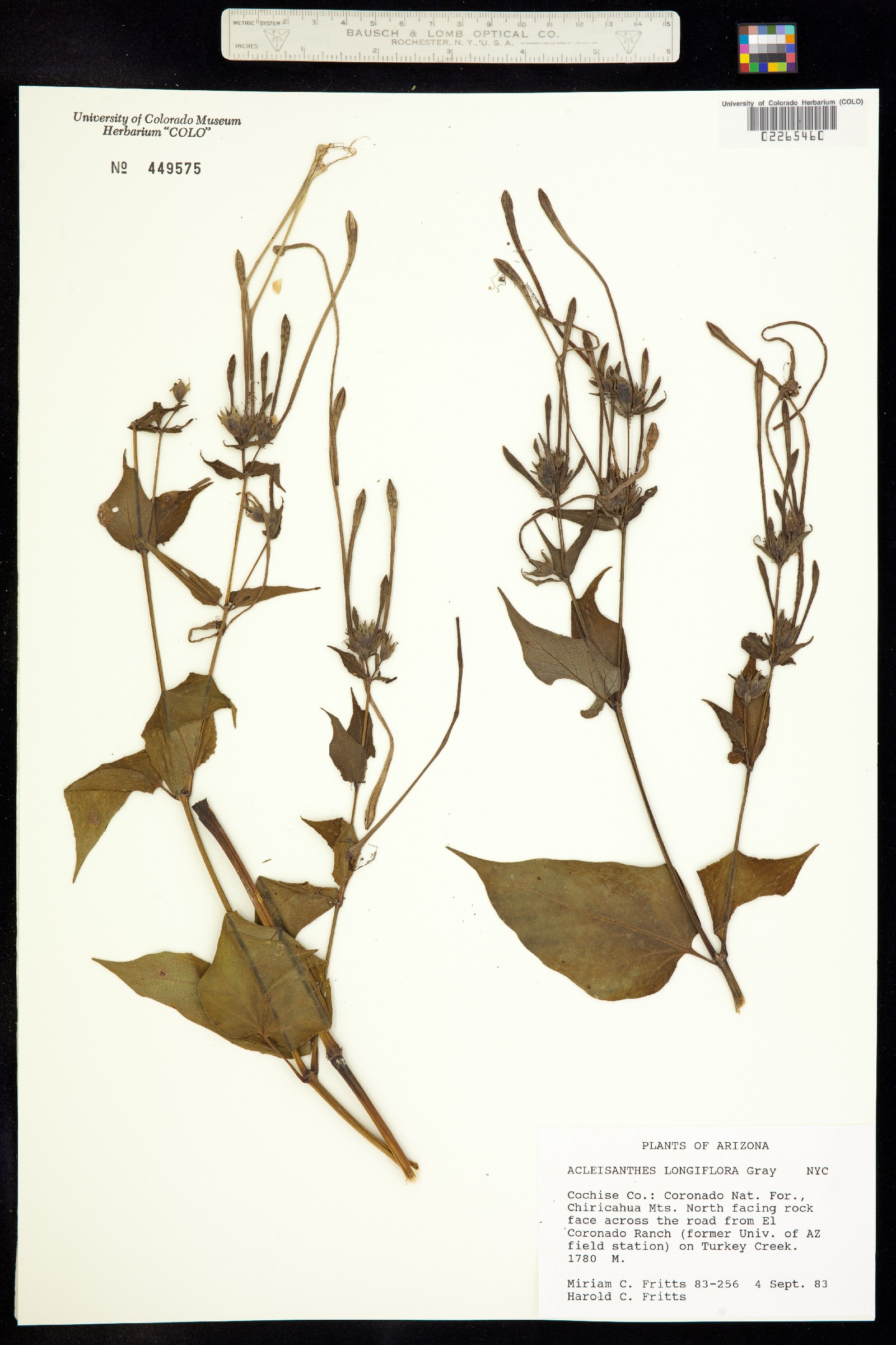 Acleisanthes longiflora image