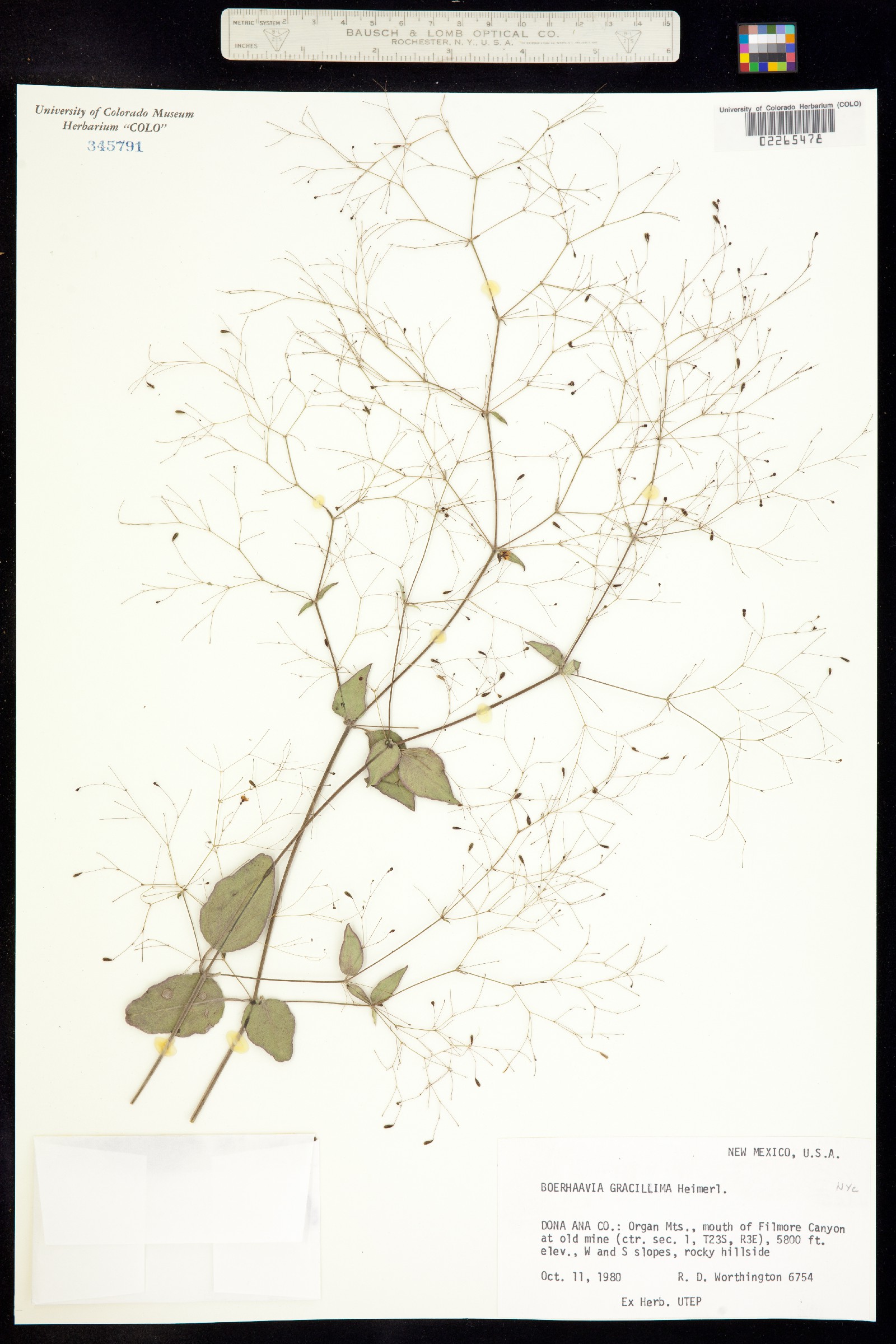 Boerhavia gracillima image
