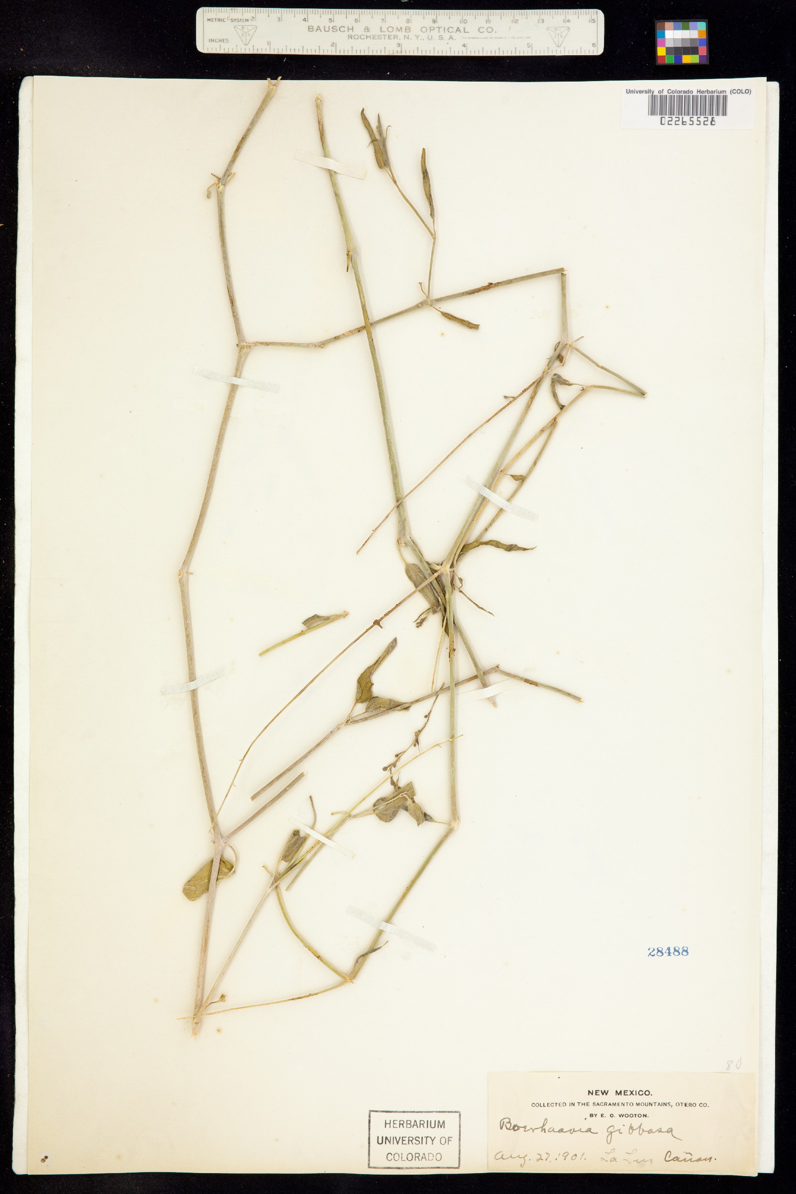 Boerhavia gibbosa image
