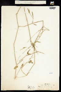 Boerhavia gibbosa image