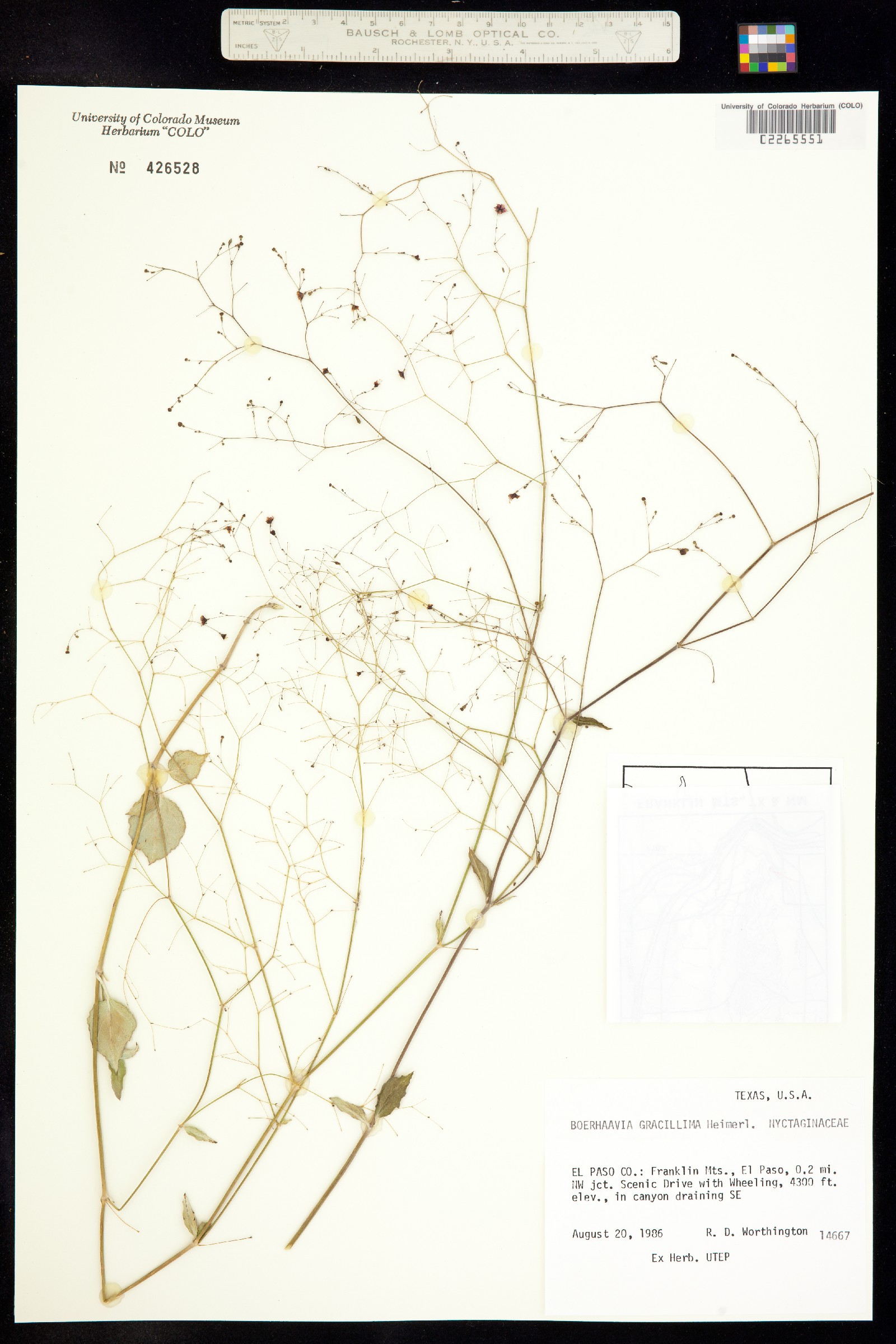 Boerhavia gracillima image