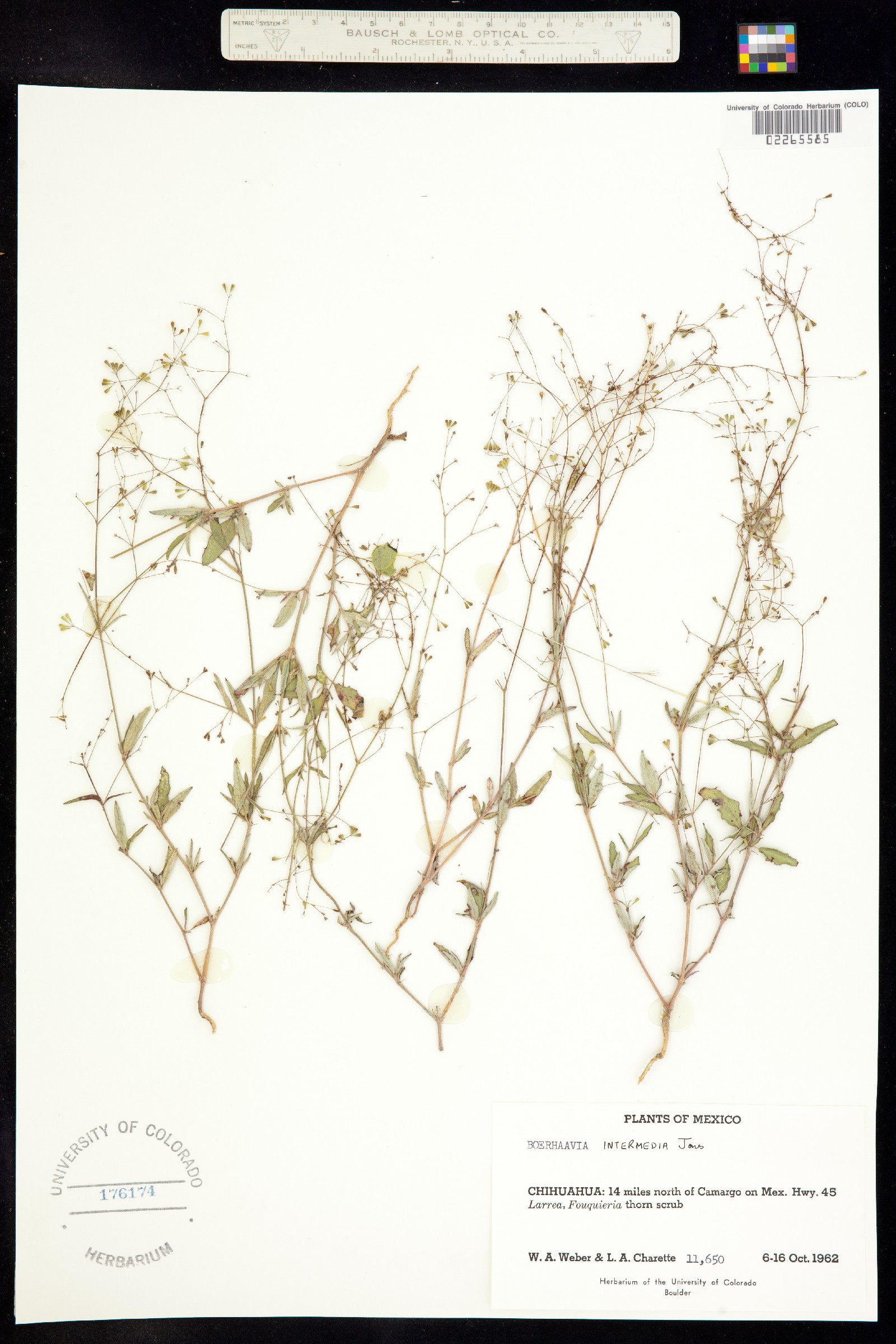 Boerhavia triquetra image