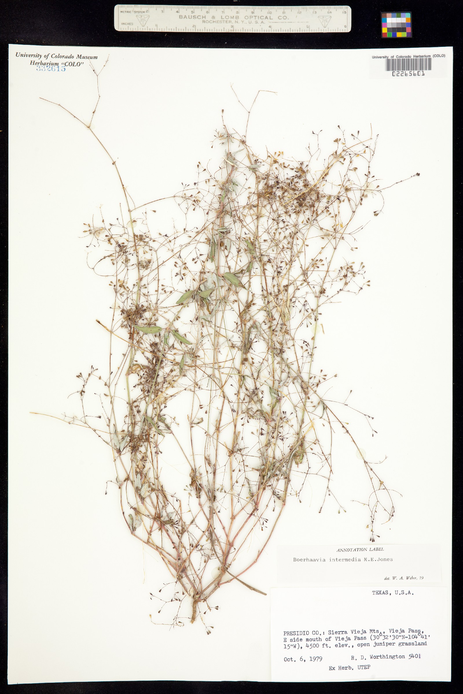 Boerhavia triquetra var. intermedia image
