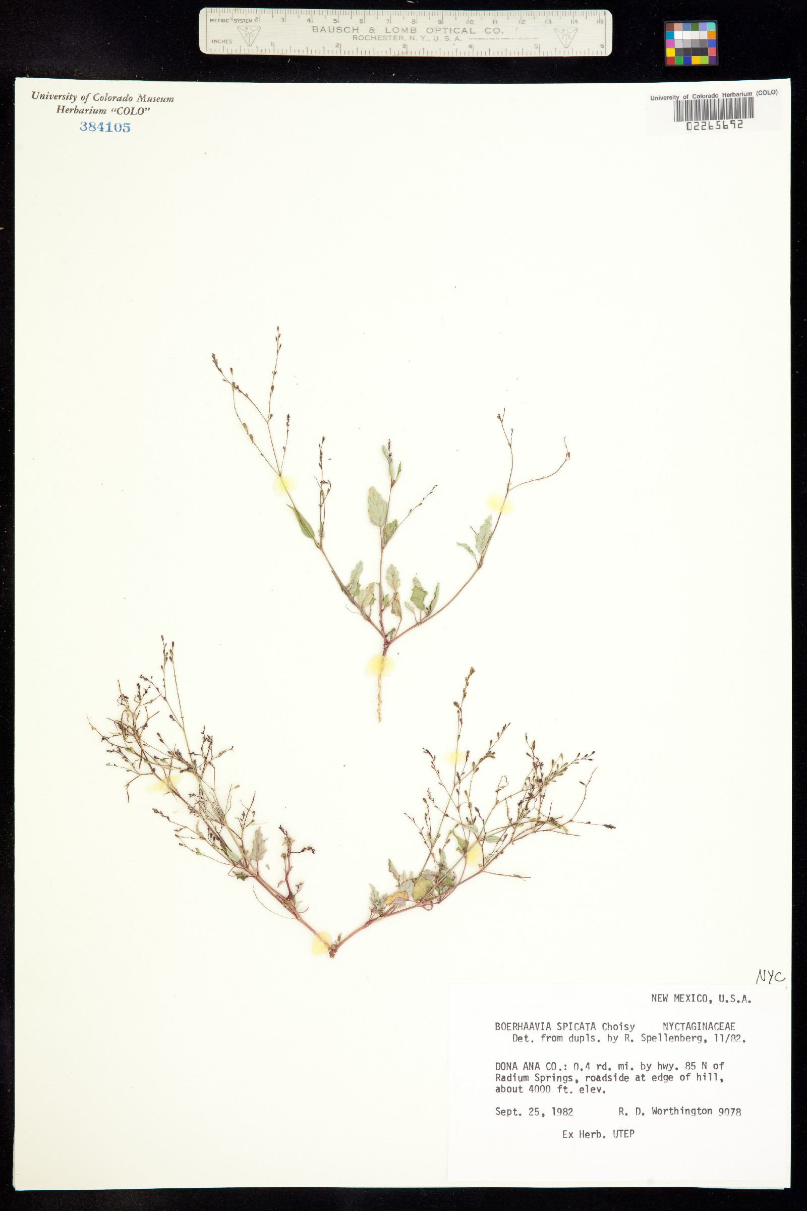 Boerhavia spicata image