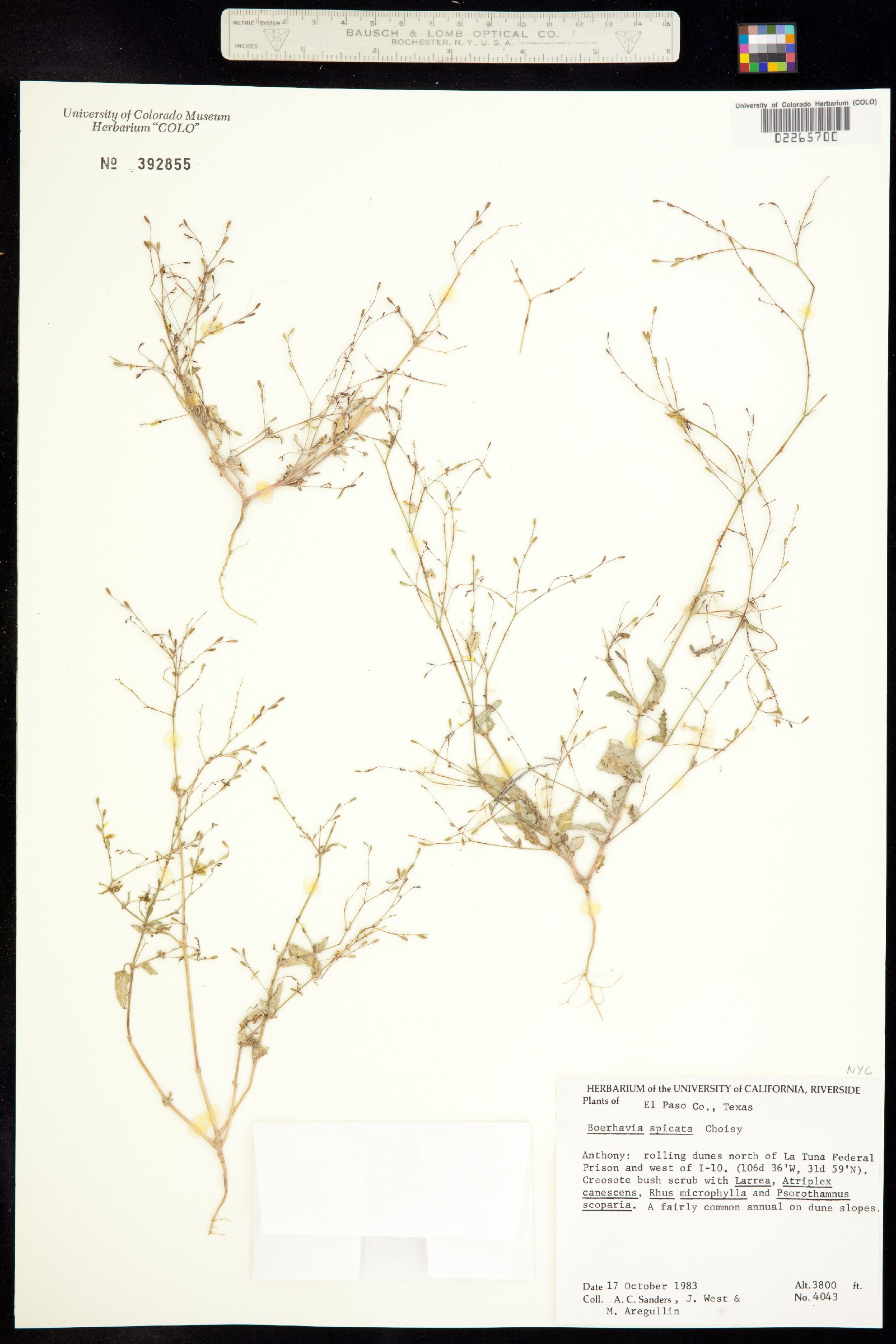 Boerhavia spicata image