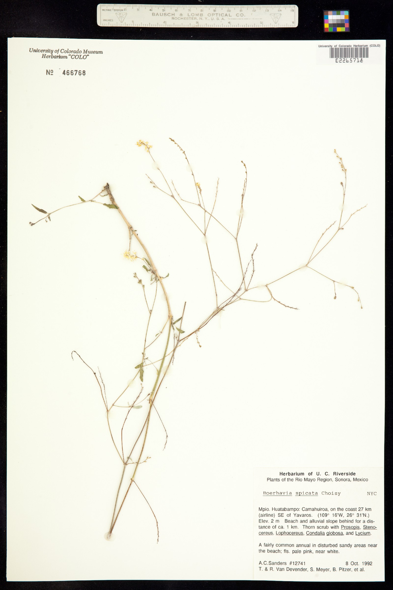 Boerhavia spicata image