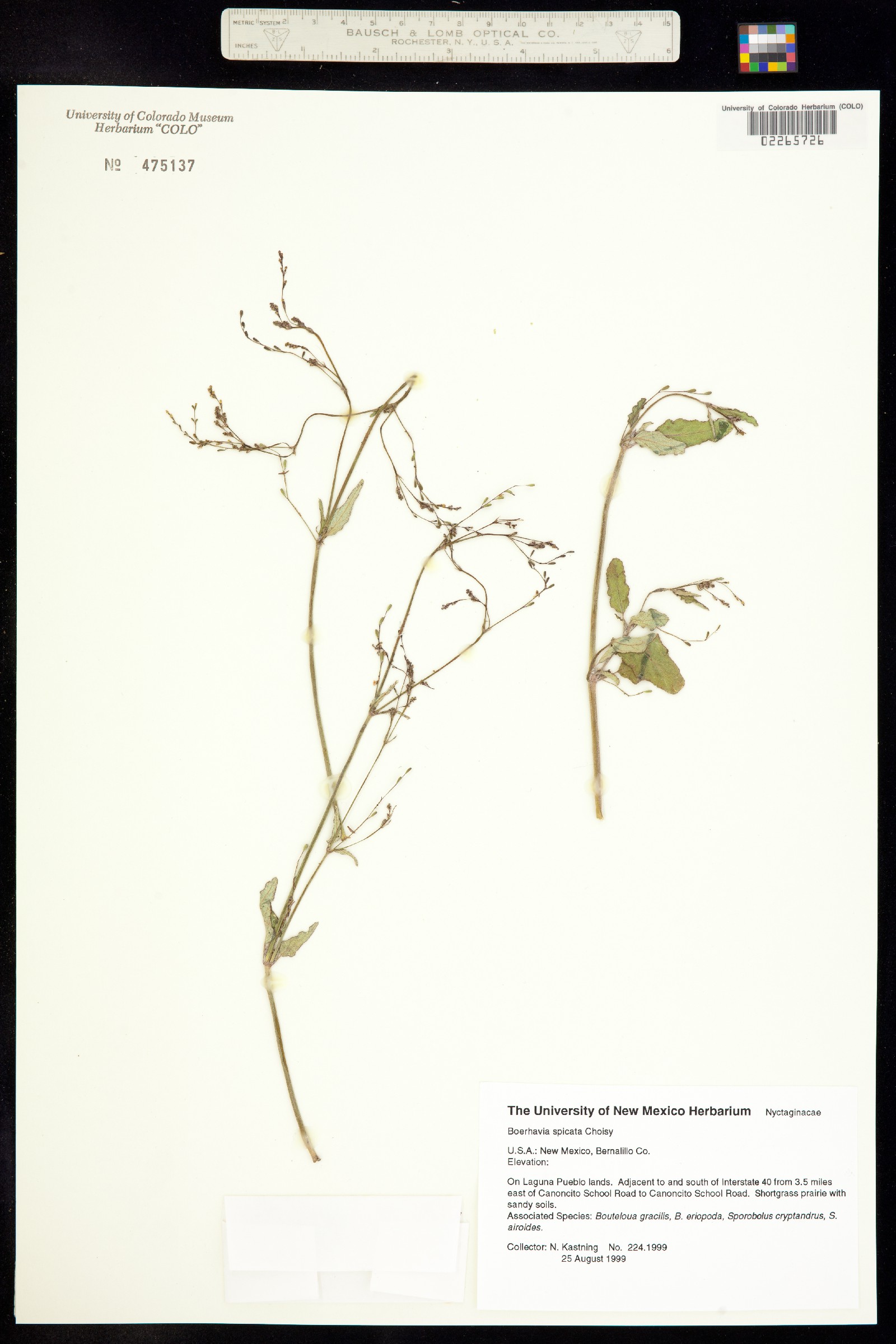 Boerhavia spicata image