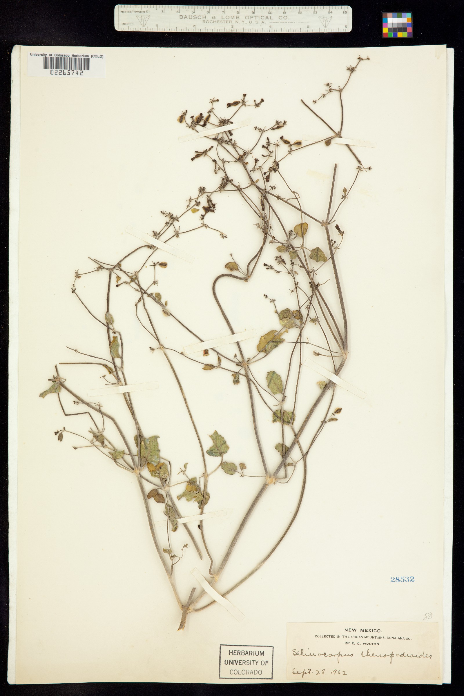 Acleisanthes image