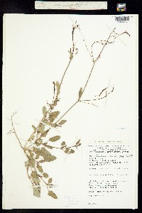 Boerhavia coulteri image