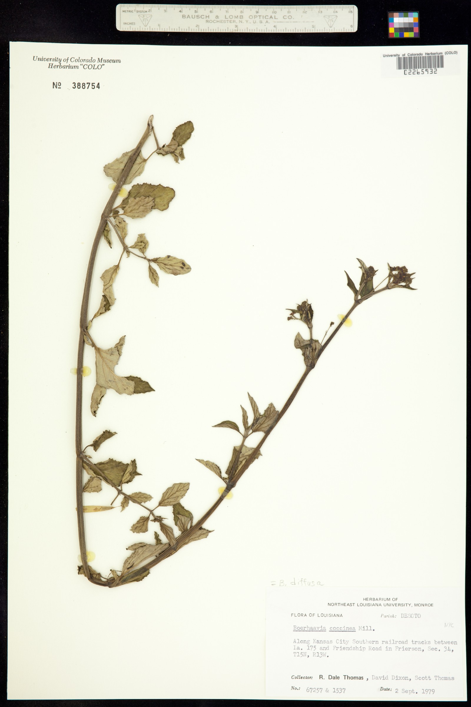 Boerhavia diffusa image