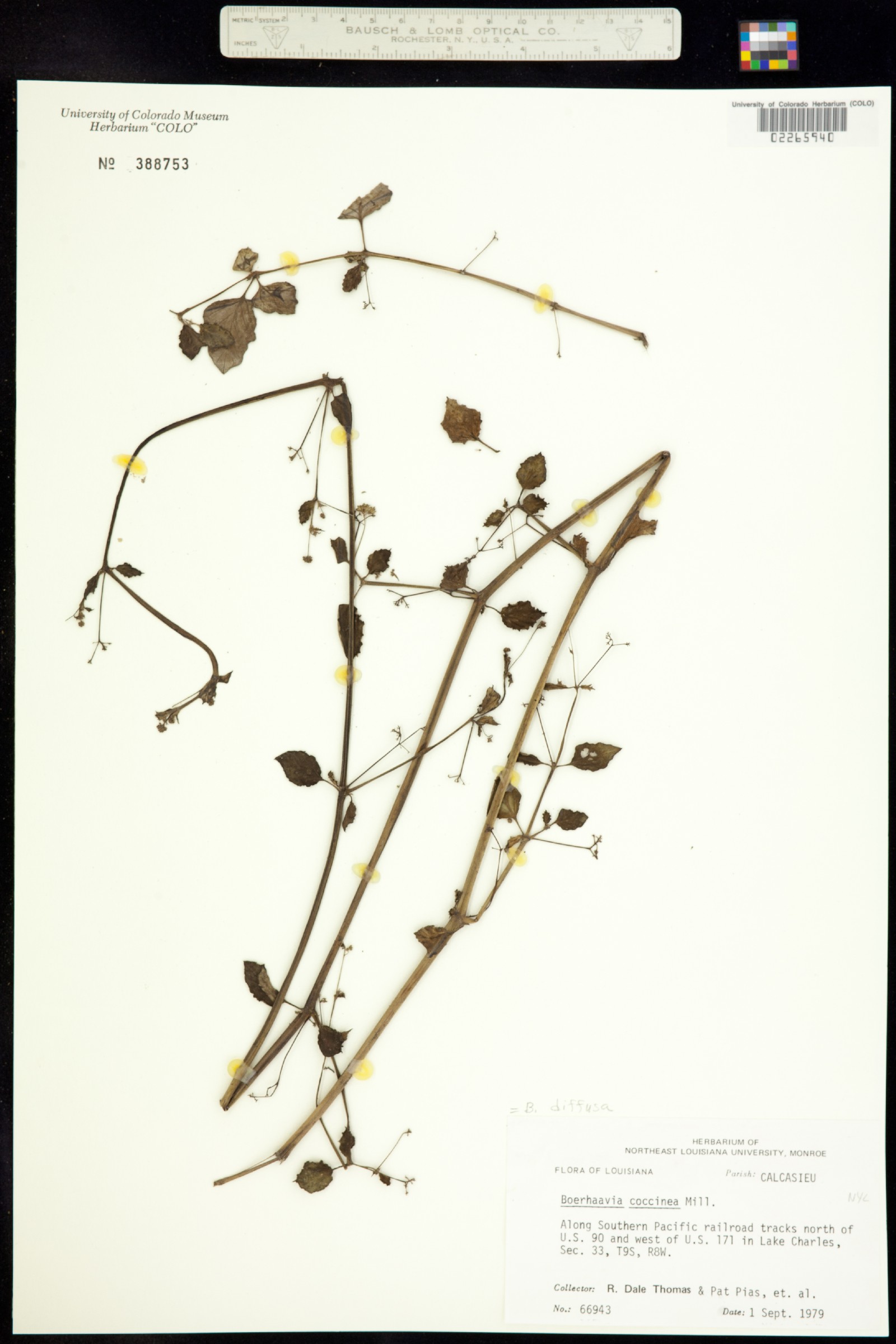 Boerhavia diffusa image