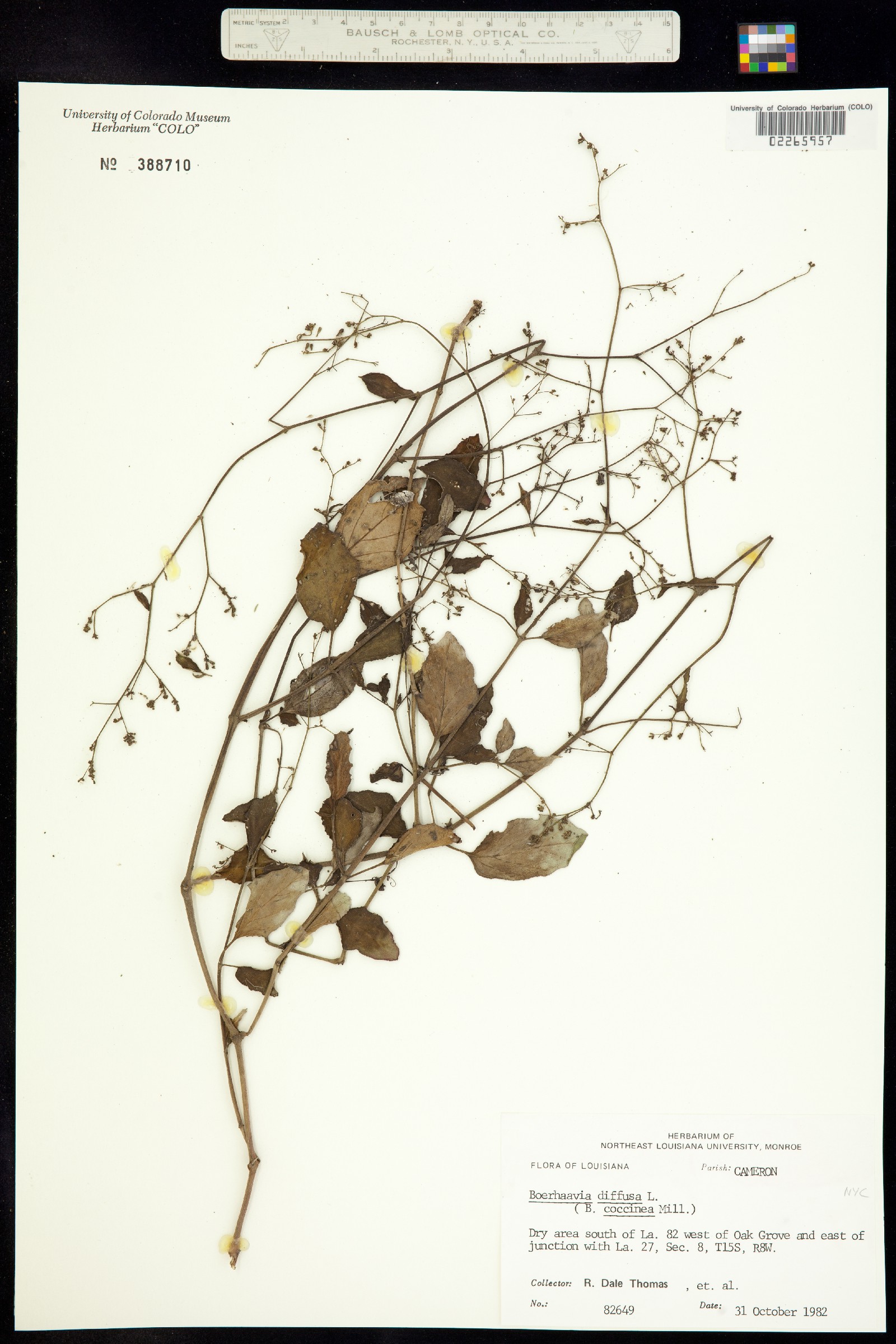 Boerhavia diffusa image