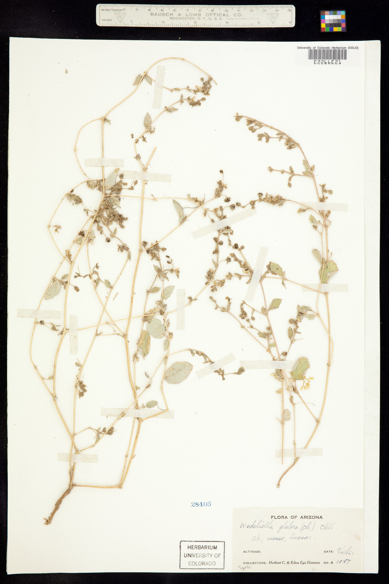 Allionia incarnata image