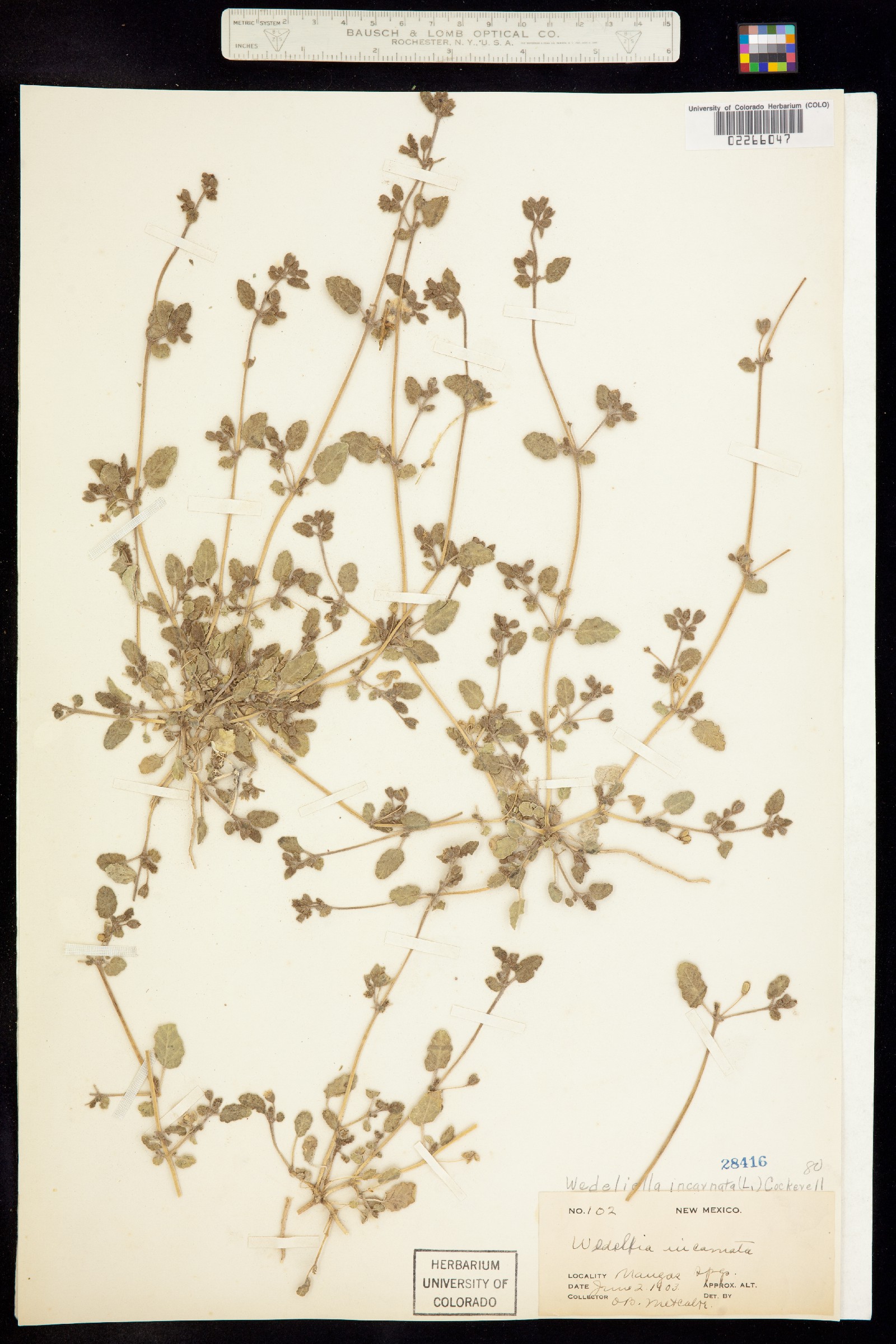 Allionia incarnata image