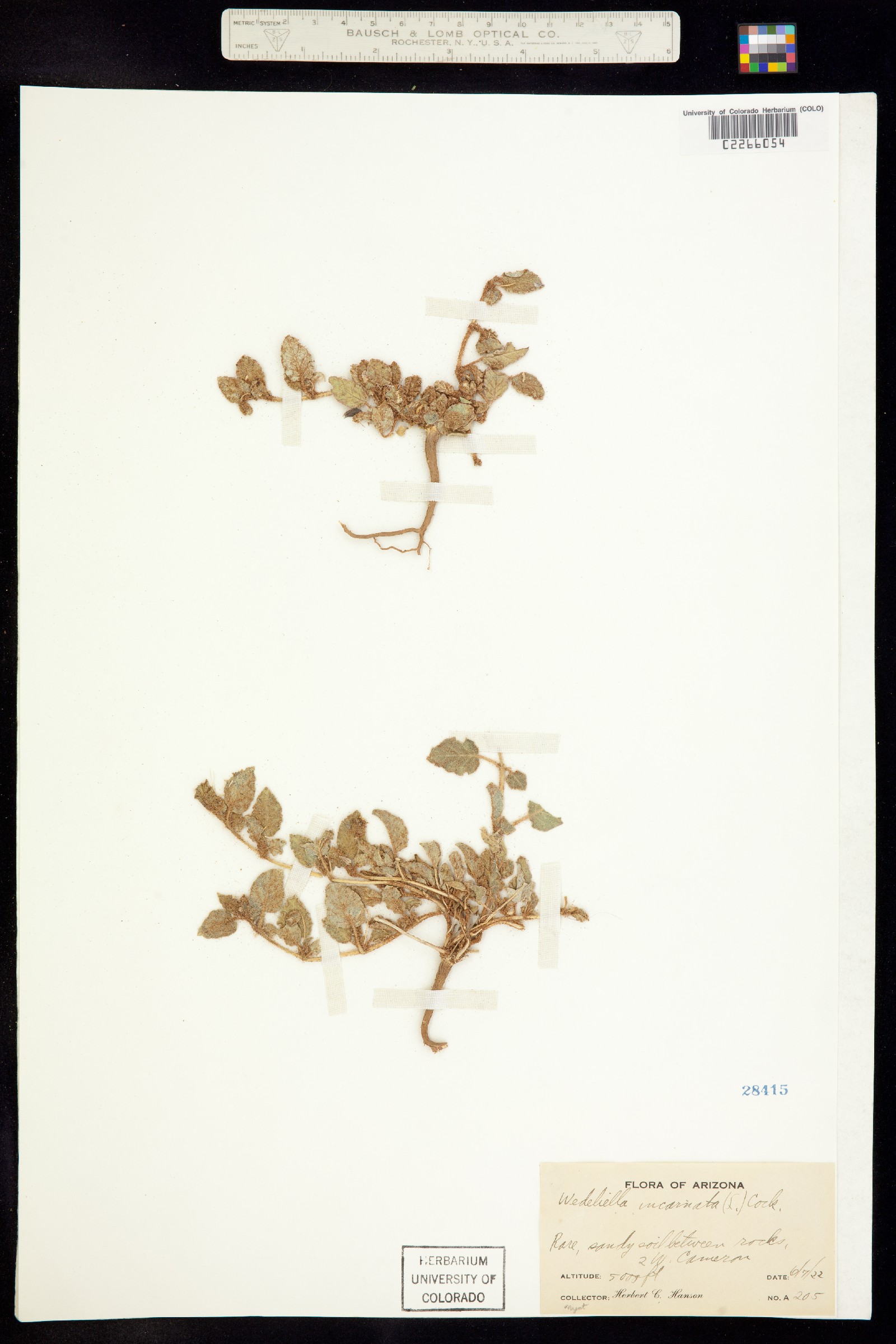 Allionia image