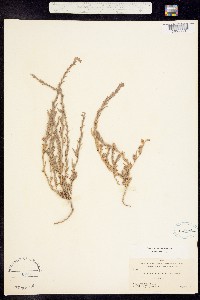 Epilobium pygmaeum image
