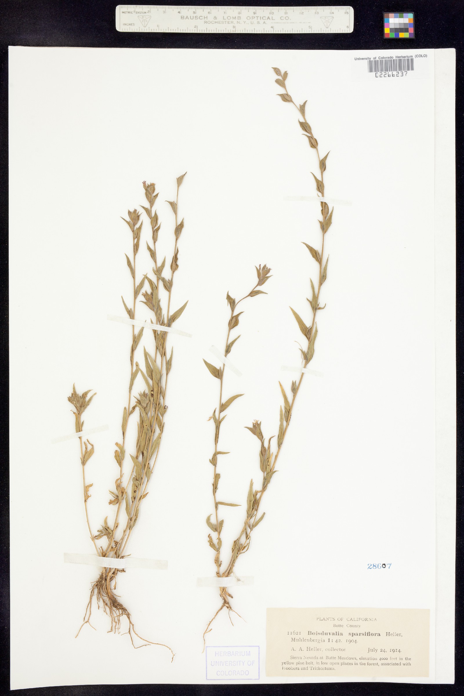 Boisduvalia sparsiflora image