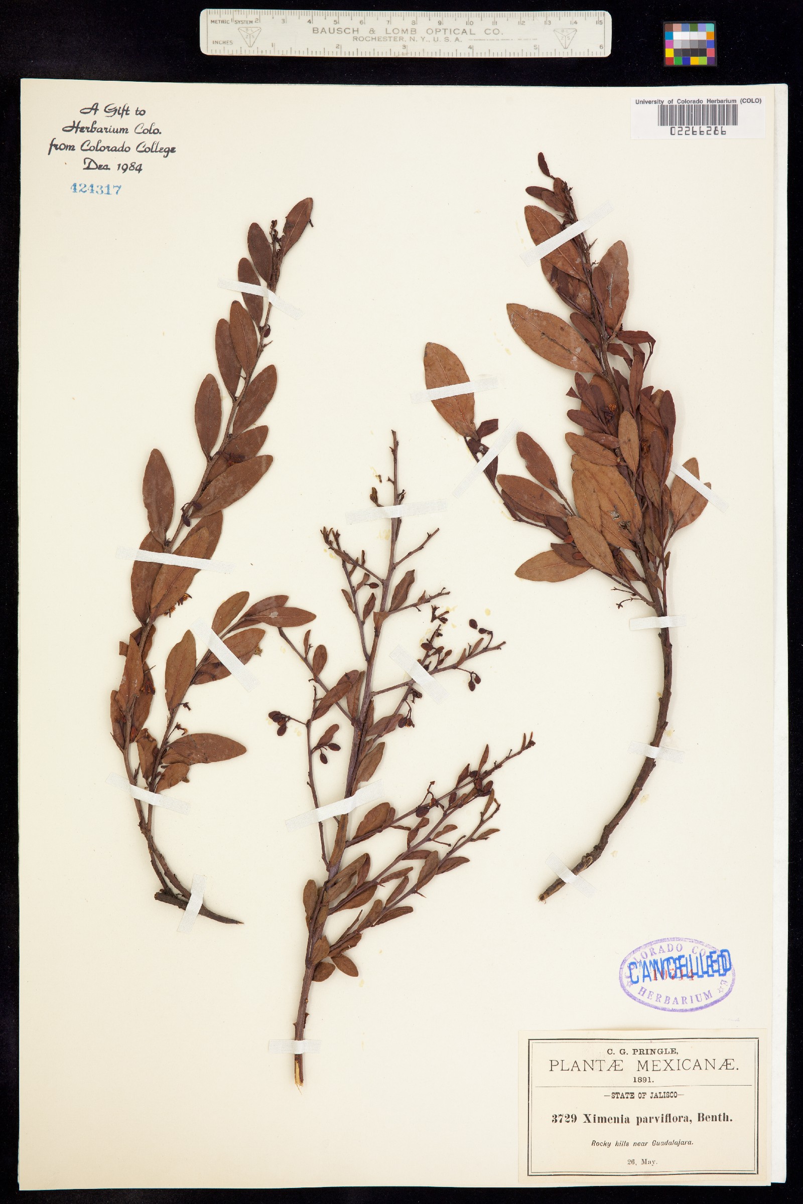 Ximenia parviflora image