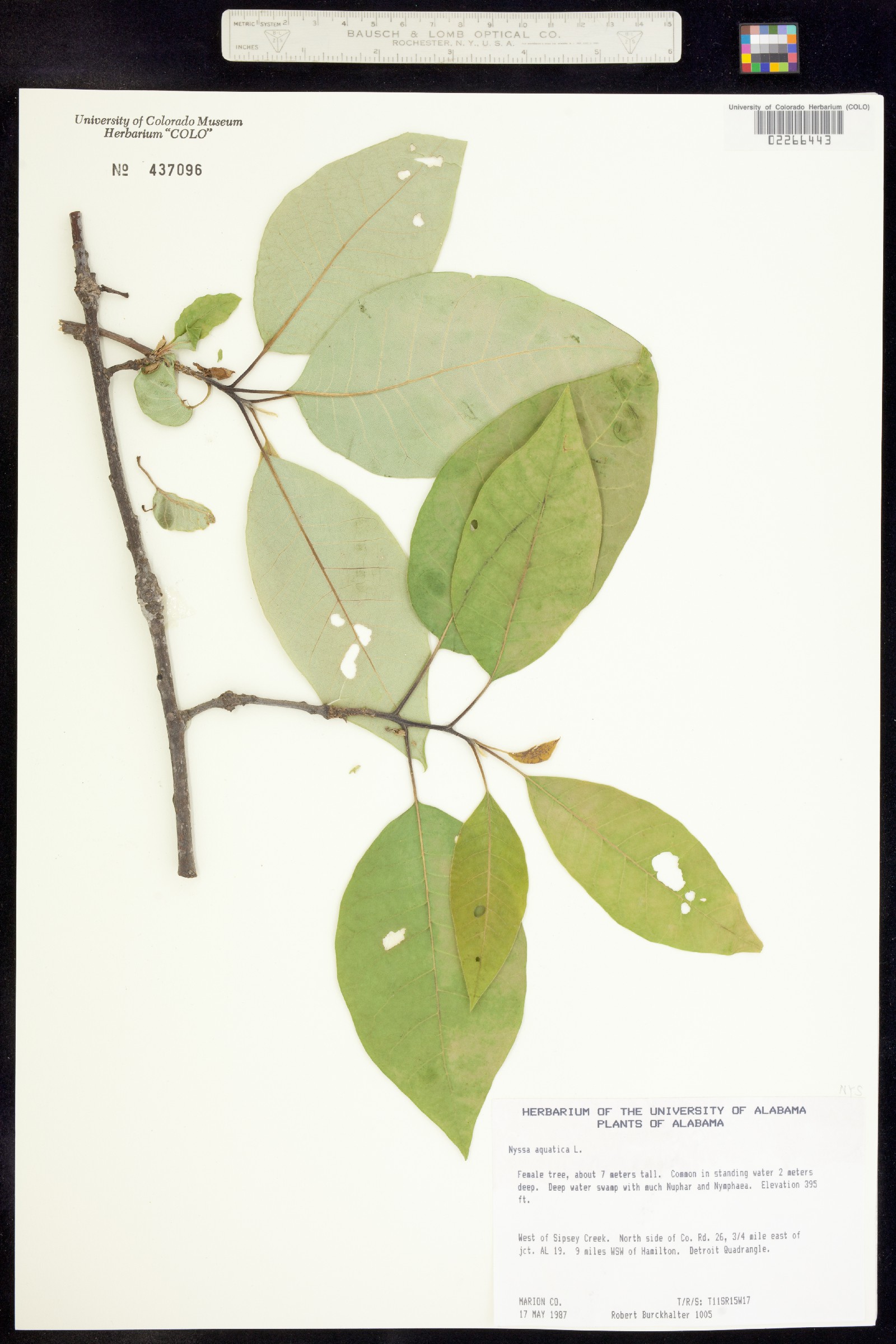 Nyssa aquatica image