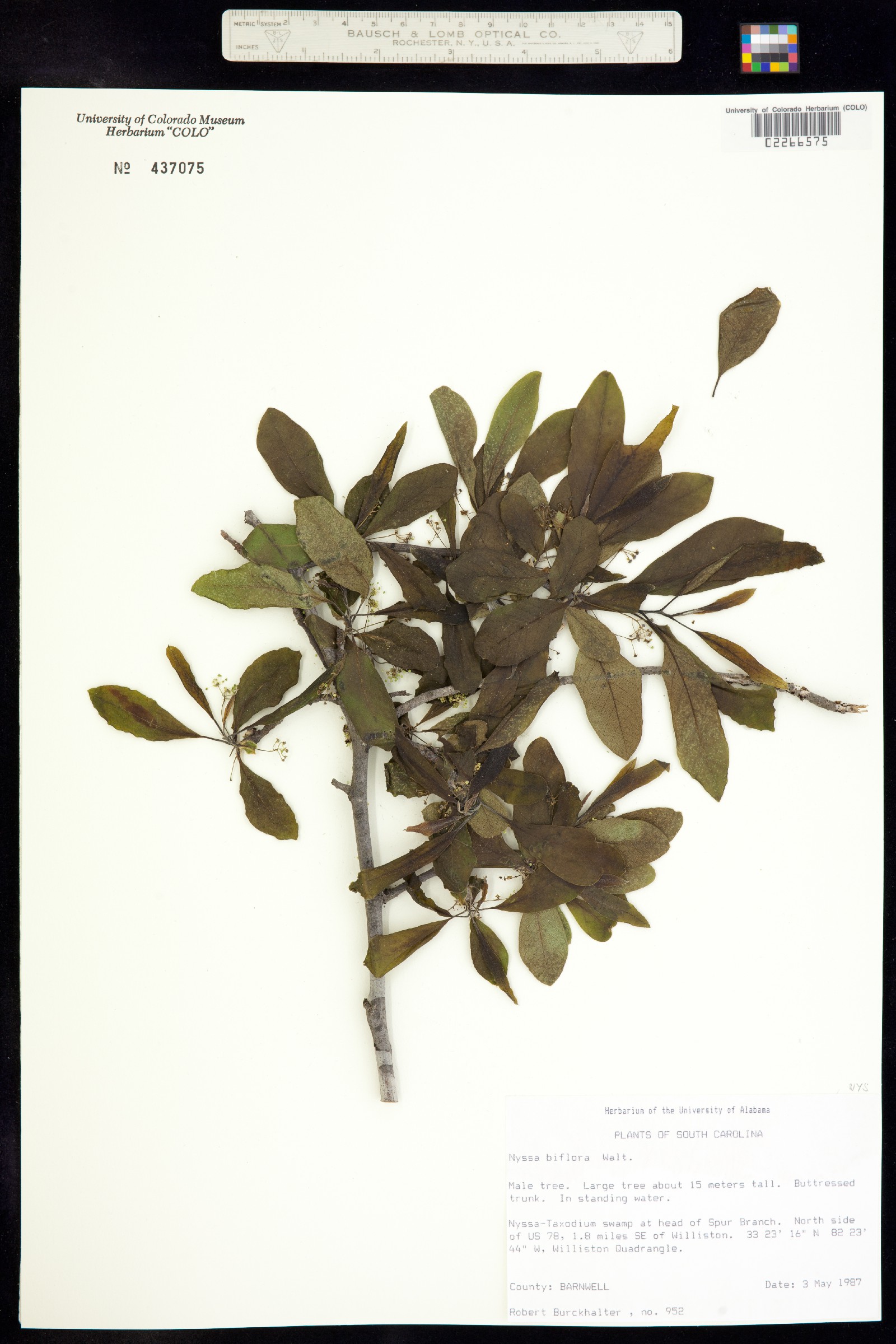 Nyssa biflora image