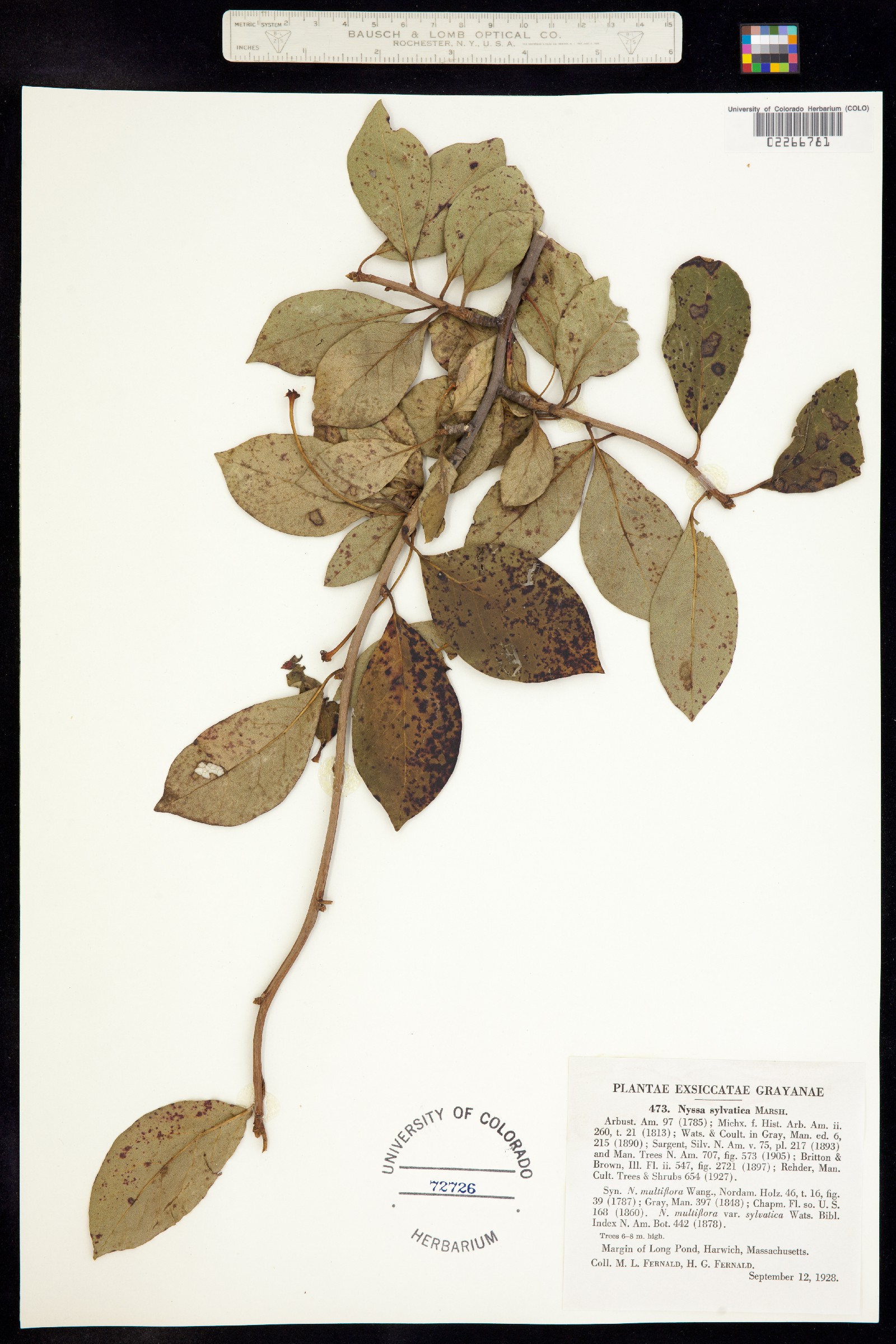 Nyssaceae image