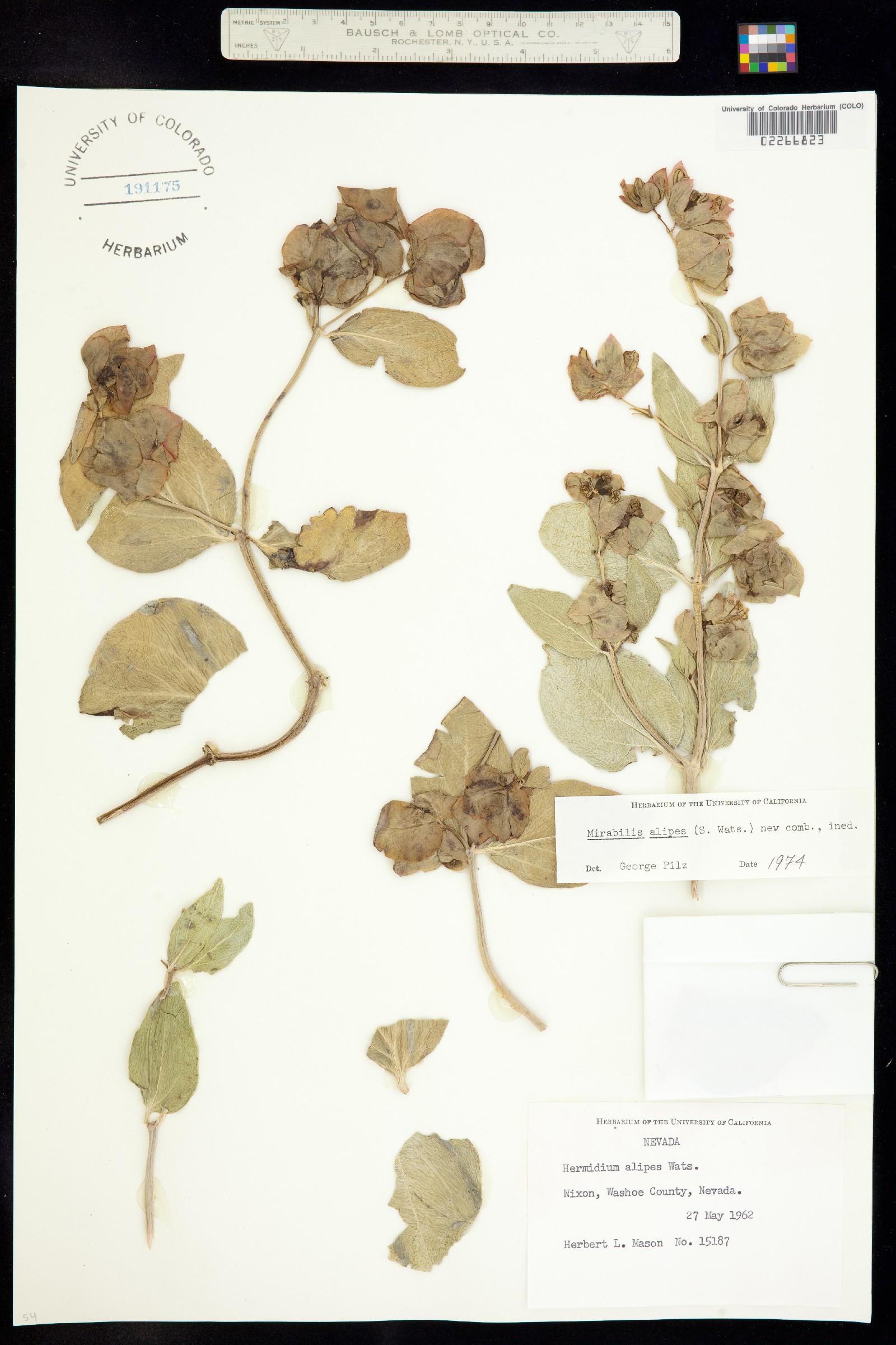Mirabilis alipes image