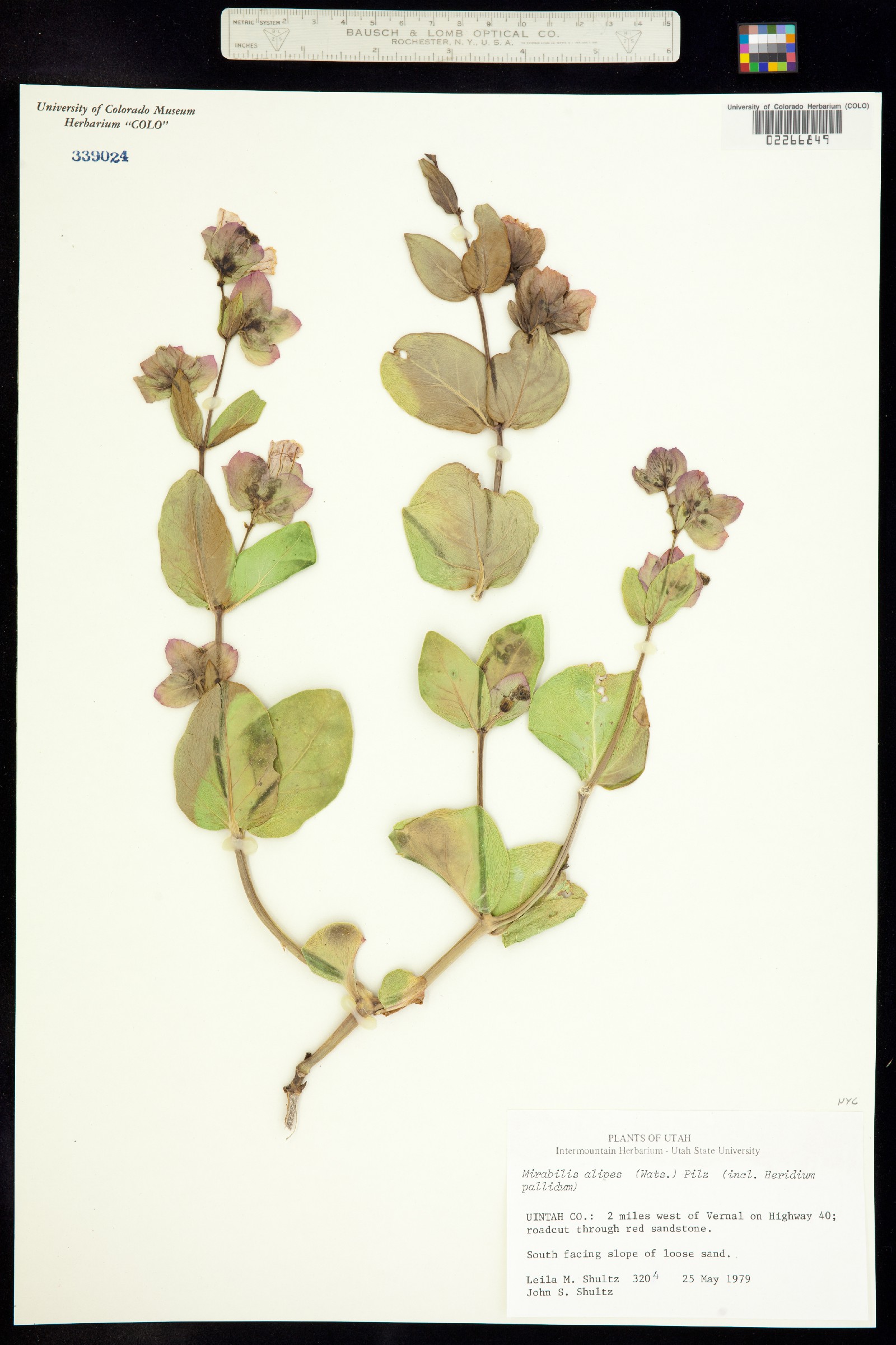 Mirabilis alipes image