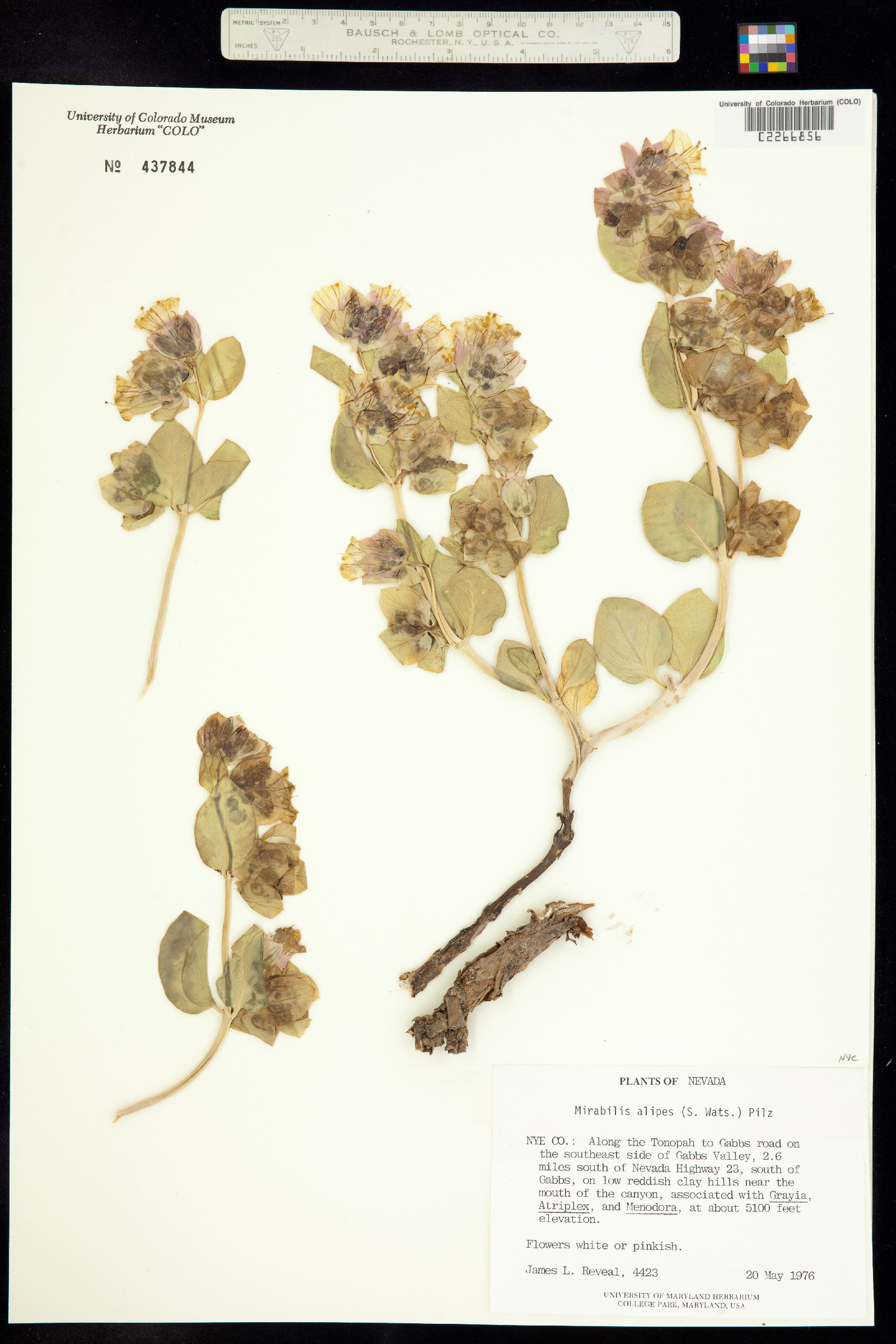 Mirabilis alipes image