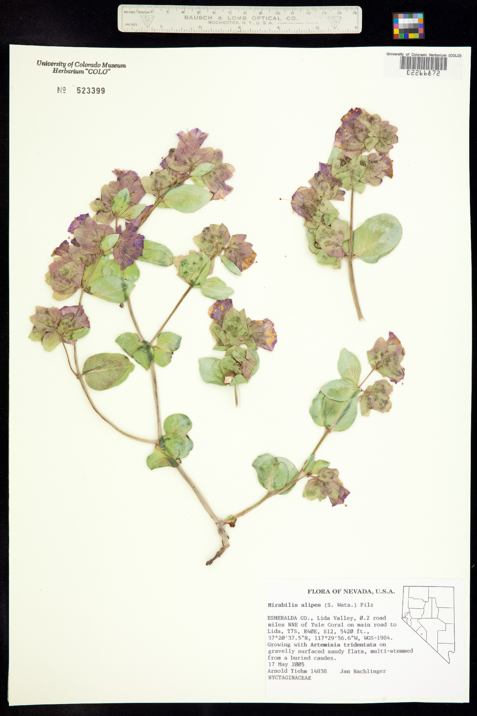 Mirabilis alipes image