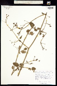 Boerhavia viscosa image