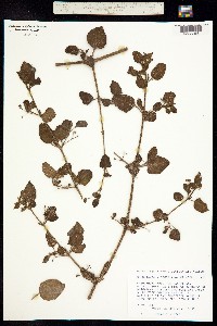 Boerhavia viscosa image