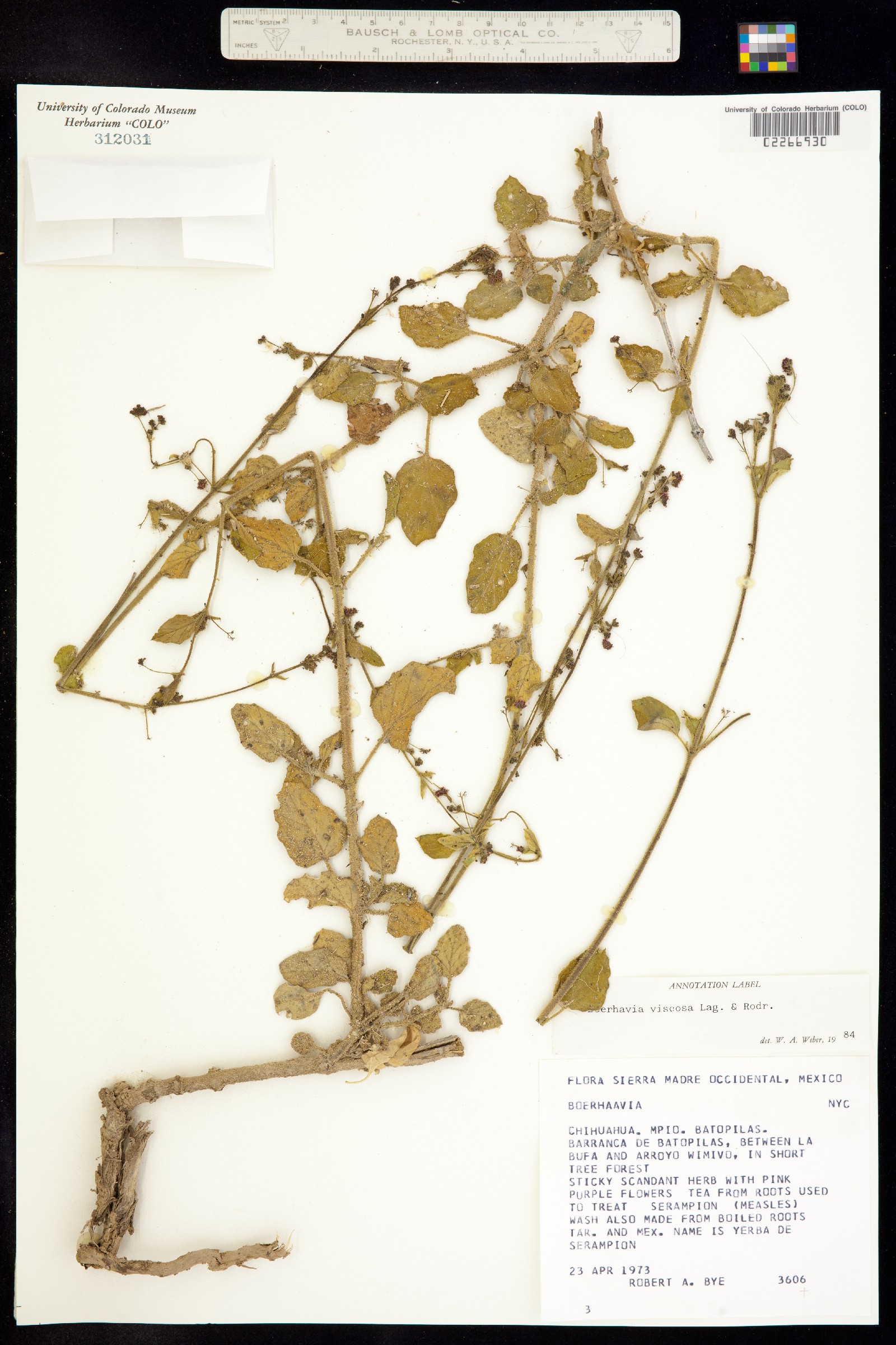 Boerhavia viscosa image