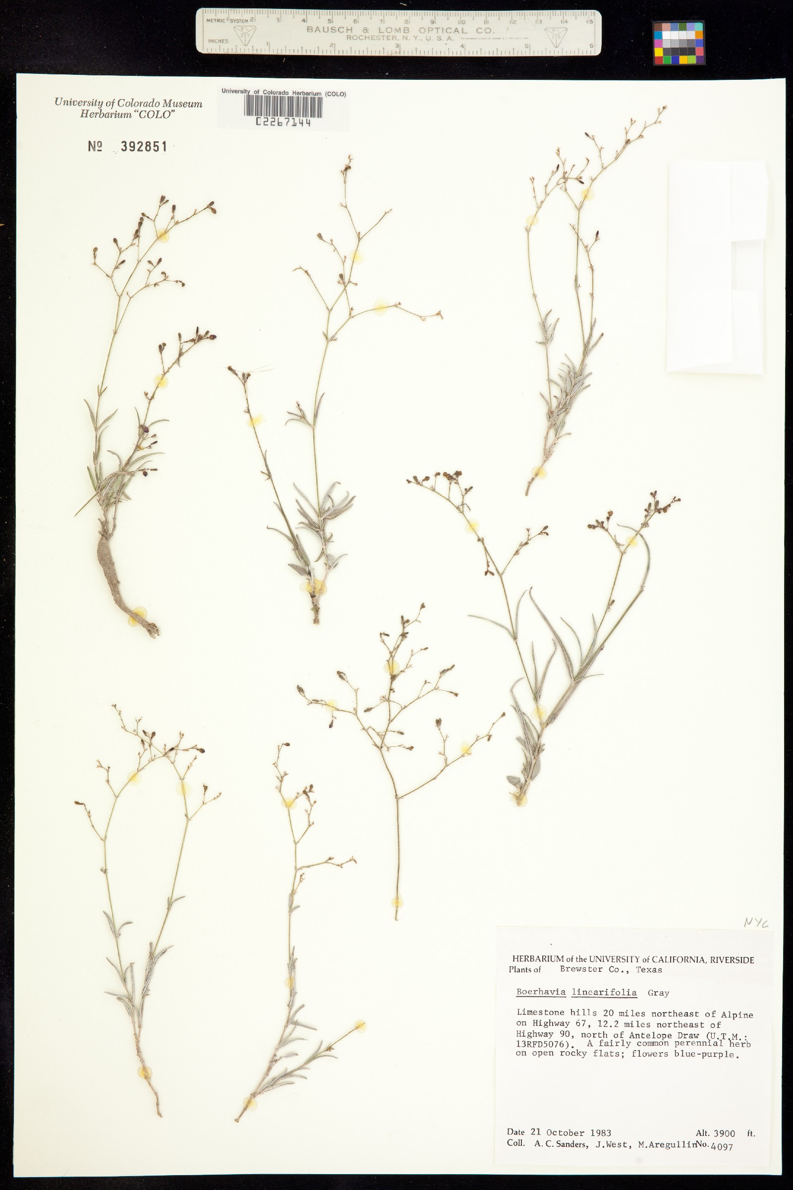 Boerhavia linearifolia image